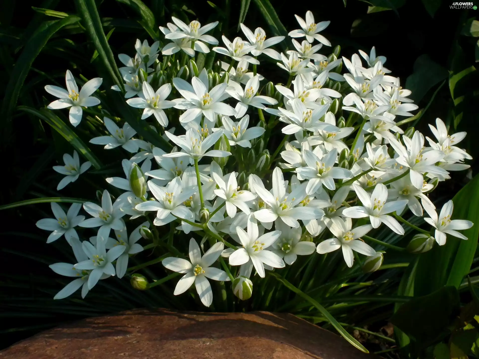 White, nature, Flowers