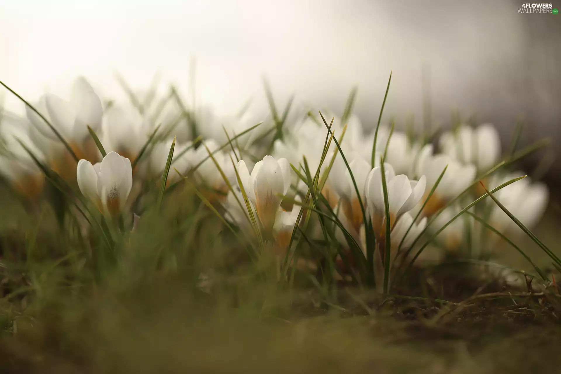 Flowers, crocuses, rapprochement, White