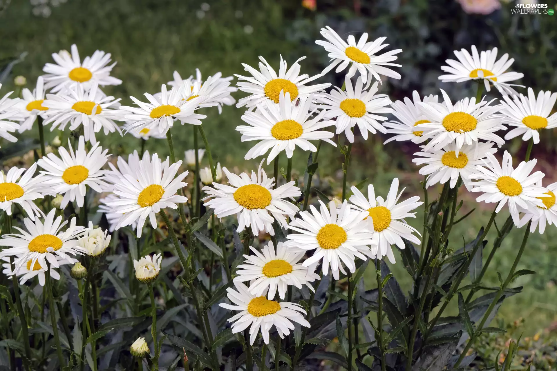 Flowers, daisy, rapprochement, White