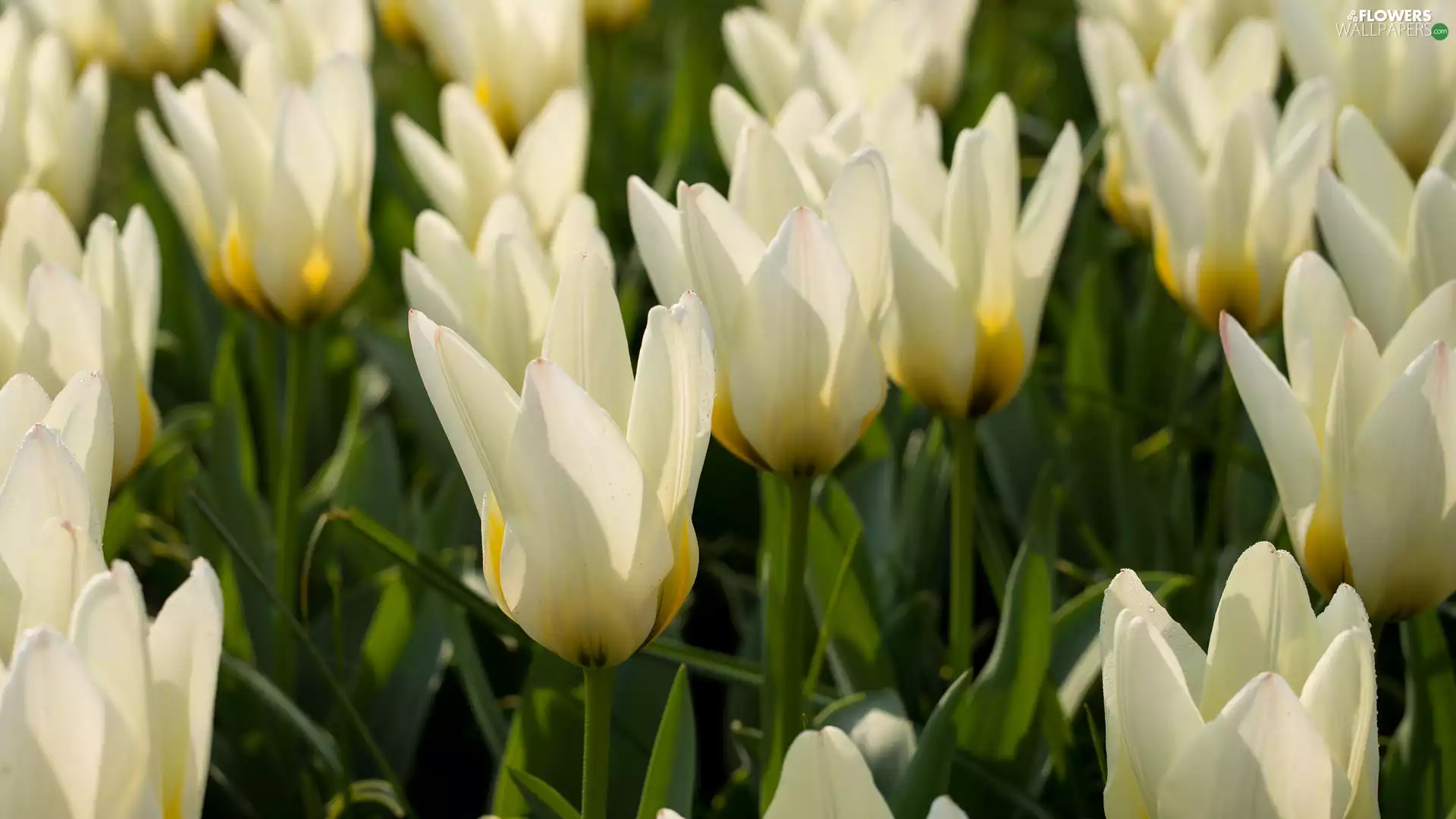 Flowers, Tulips, rapprochement, White