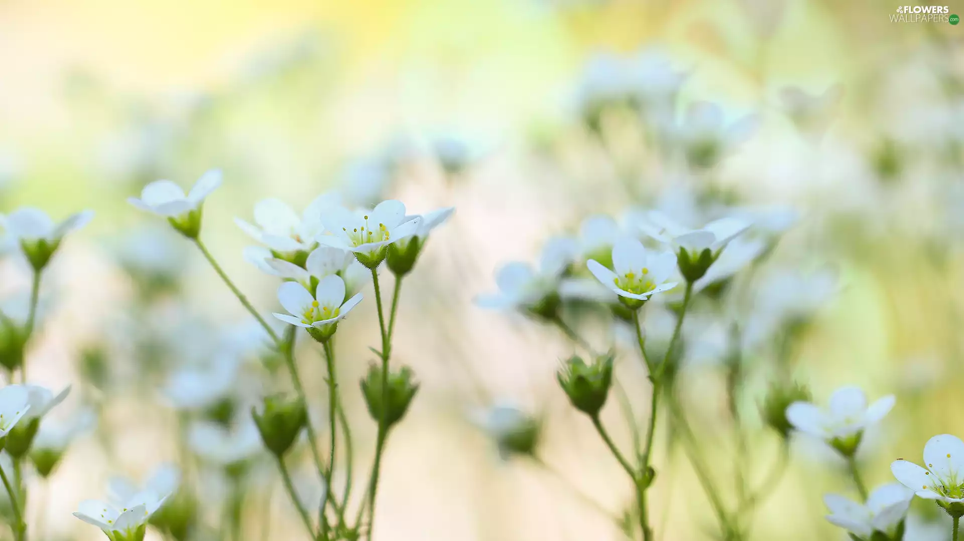 Flowers, Tufted Saxifrage, White