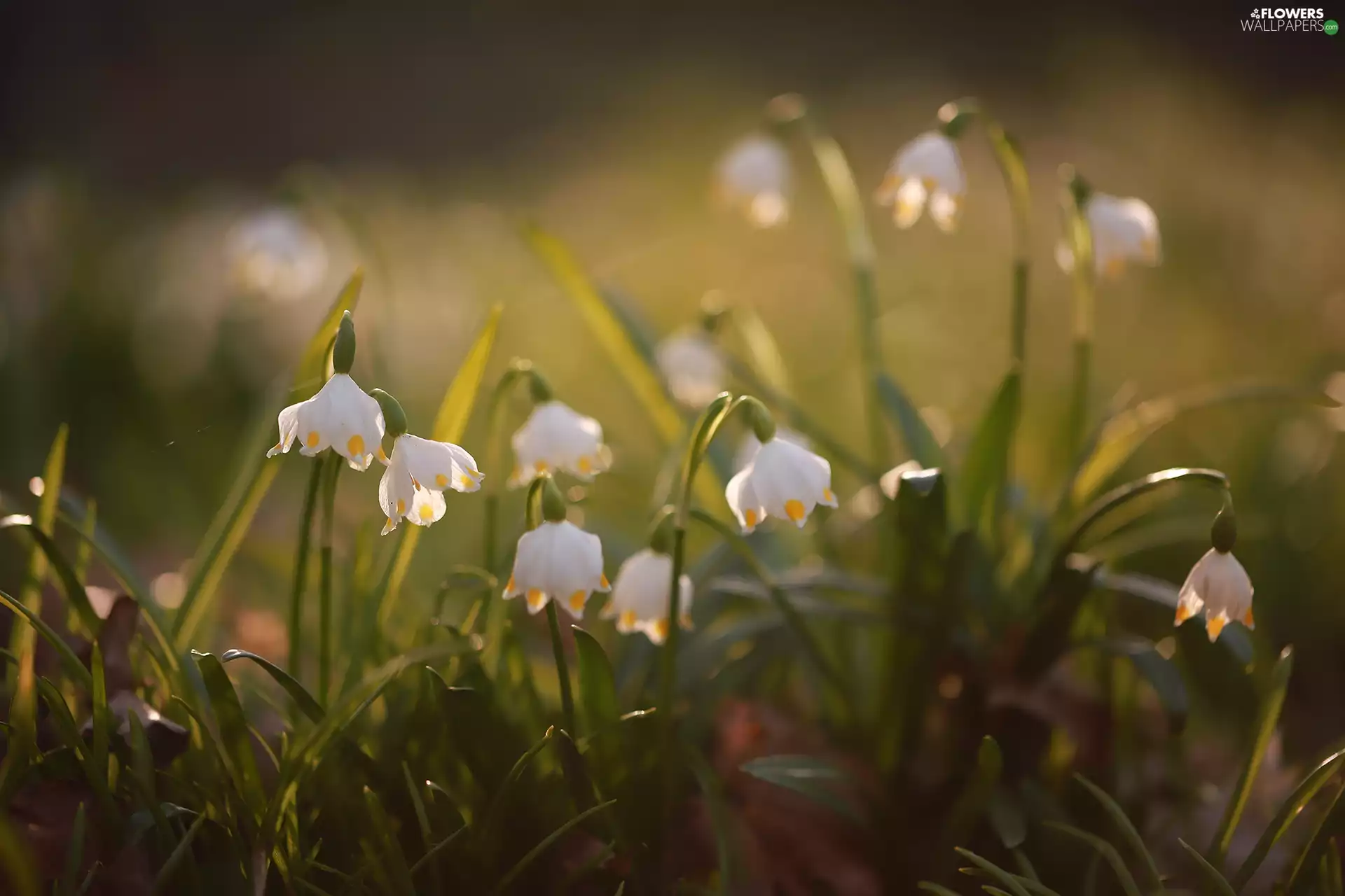 Flowers, Spring Snowflakes, White