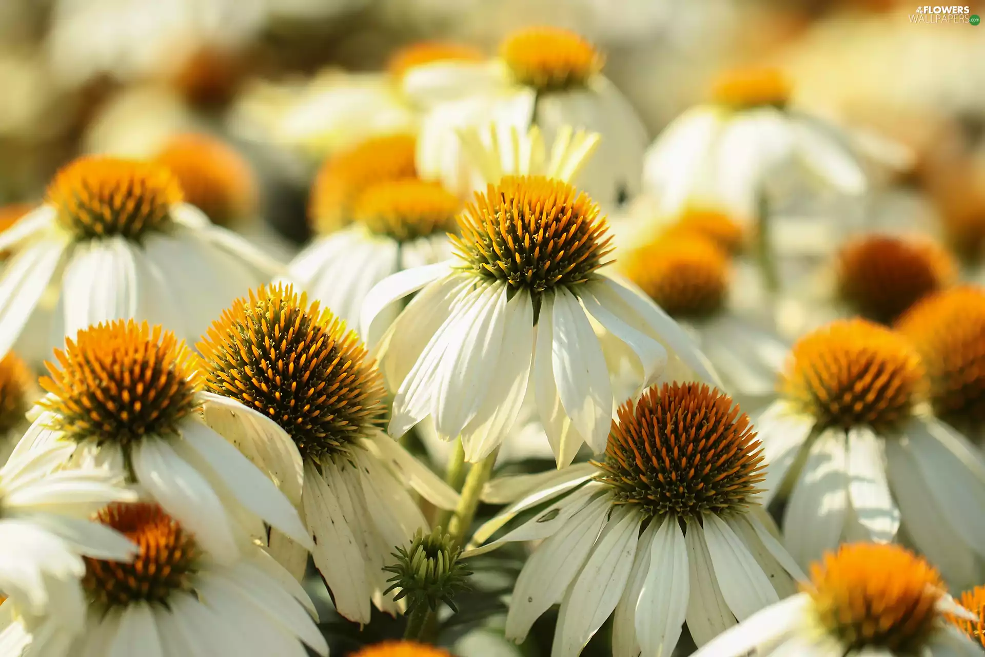 change, White Swan, White, echinacea, Flowers