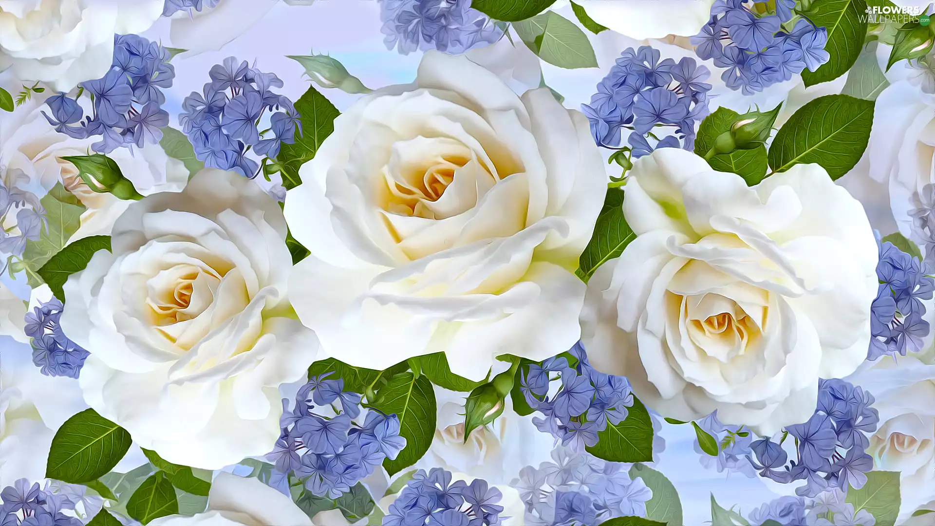 roses, Three, Flowers, White, Flowers, Blue, graphics