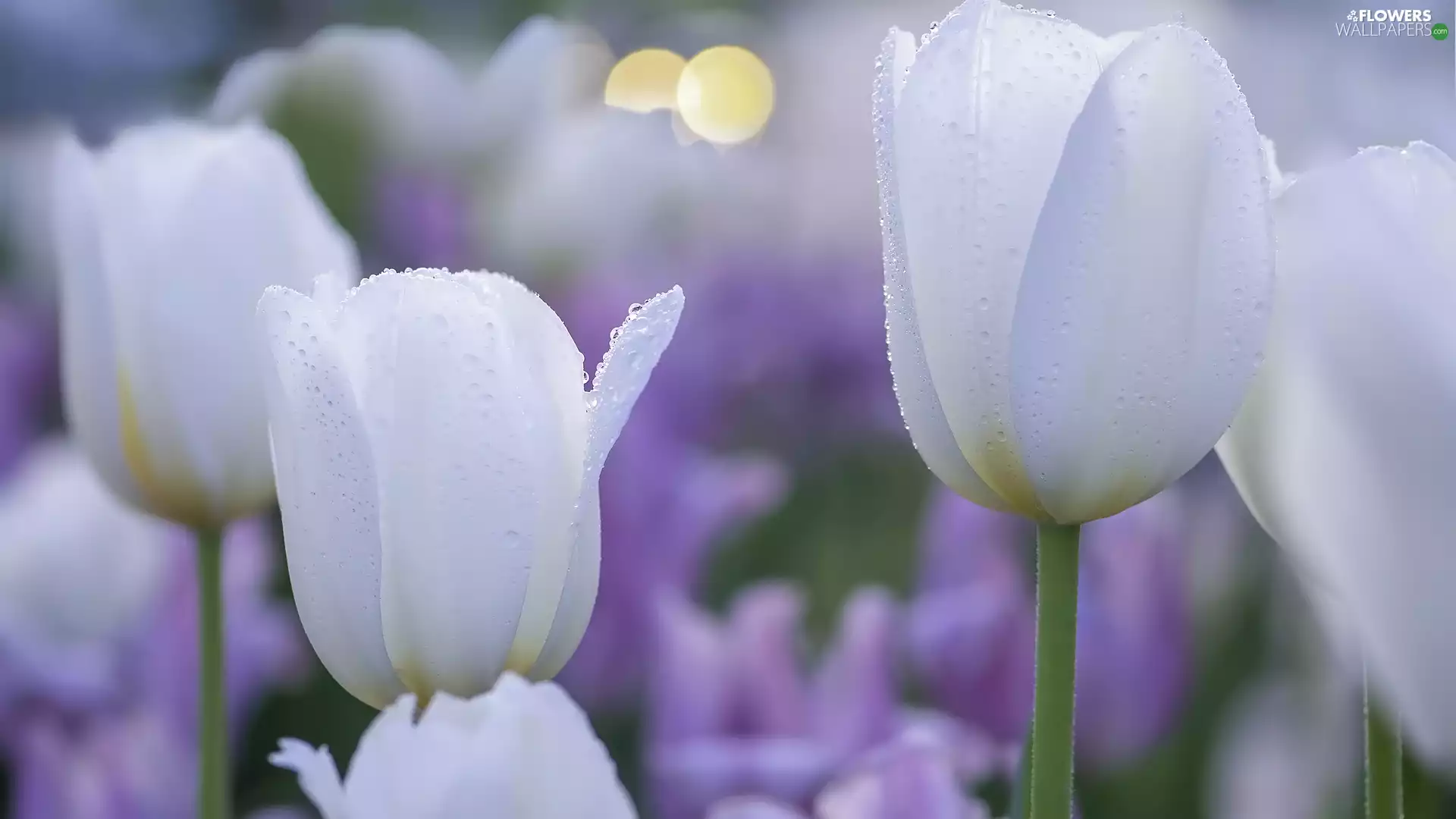 Flowers, dewy, Tulips, White