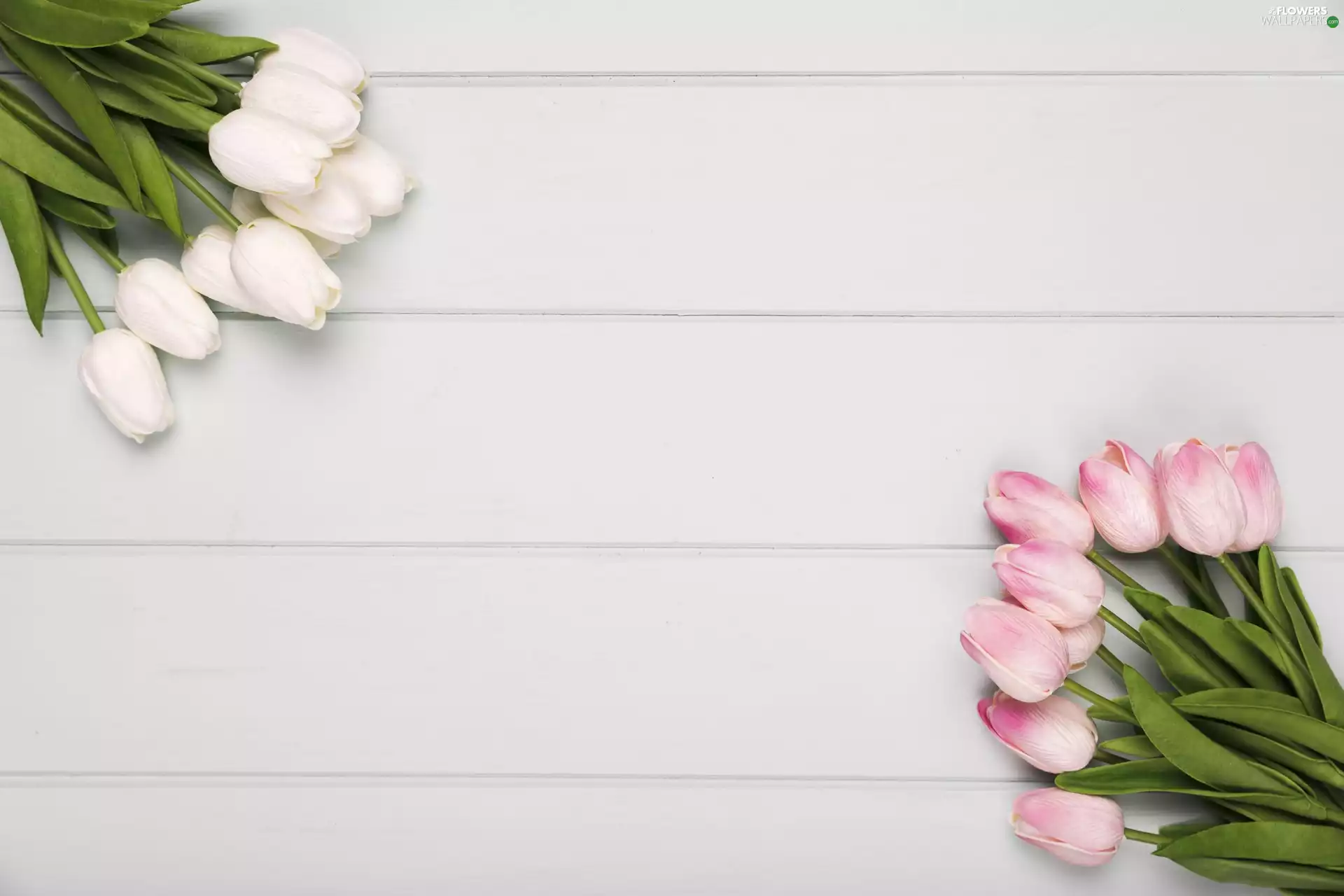 Flowers, Pink, Tulips, White