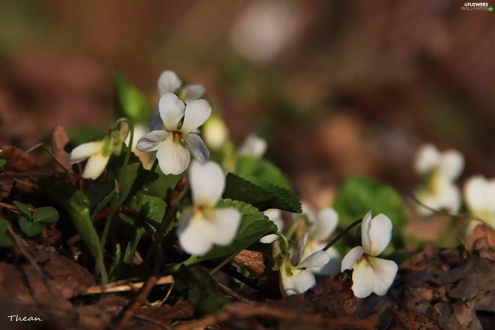 Flowers, fragrant violets, White