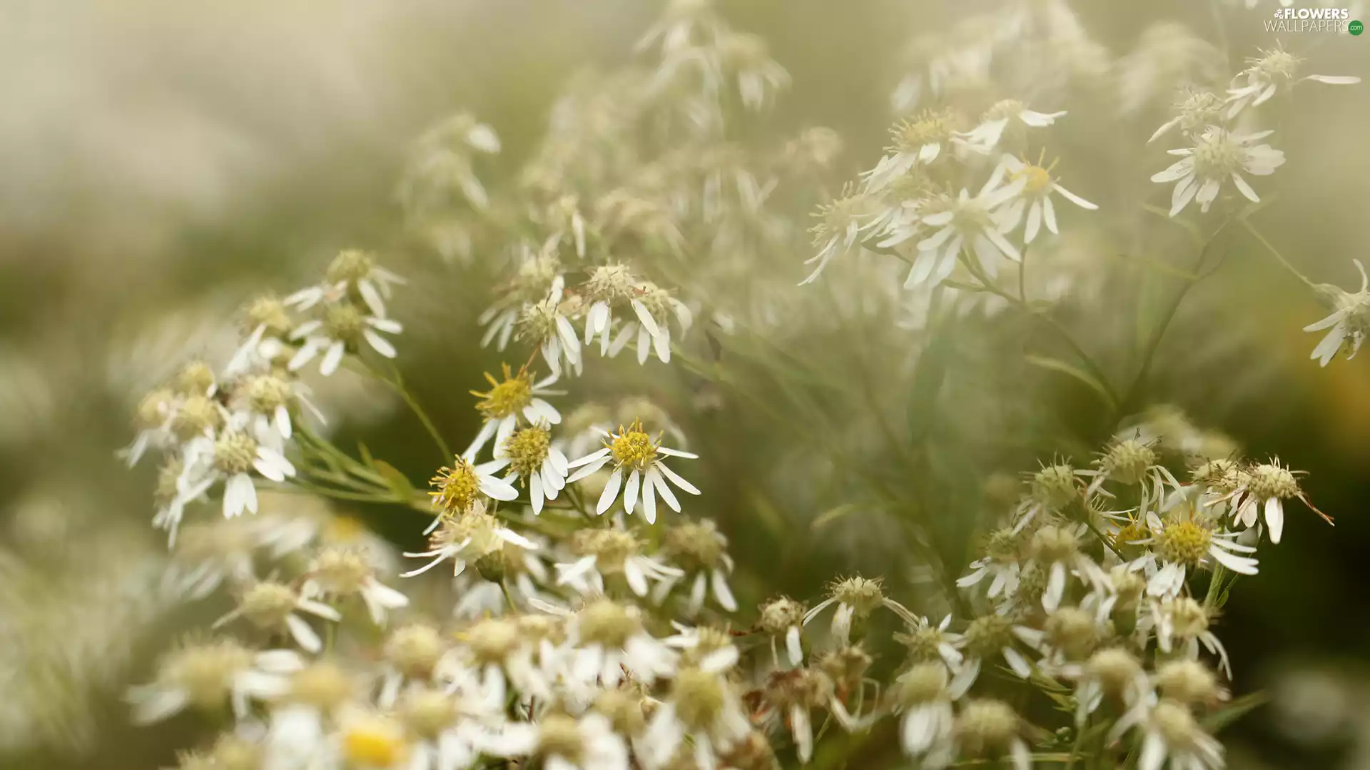 Flowers, Parasol Whitetop, White