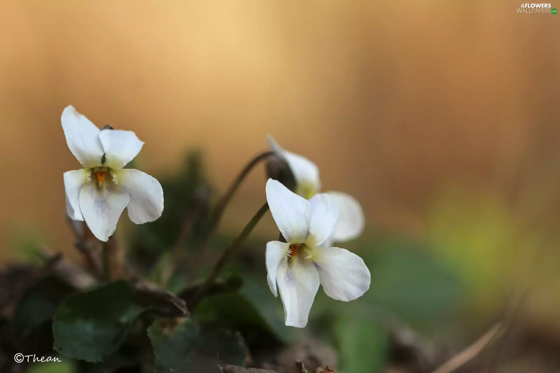 Flowers, fragrant violets, White