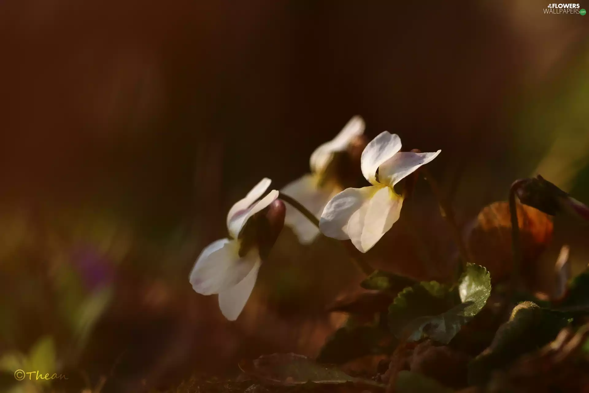 Flowers, fragrant violets, White