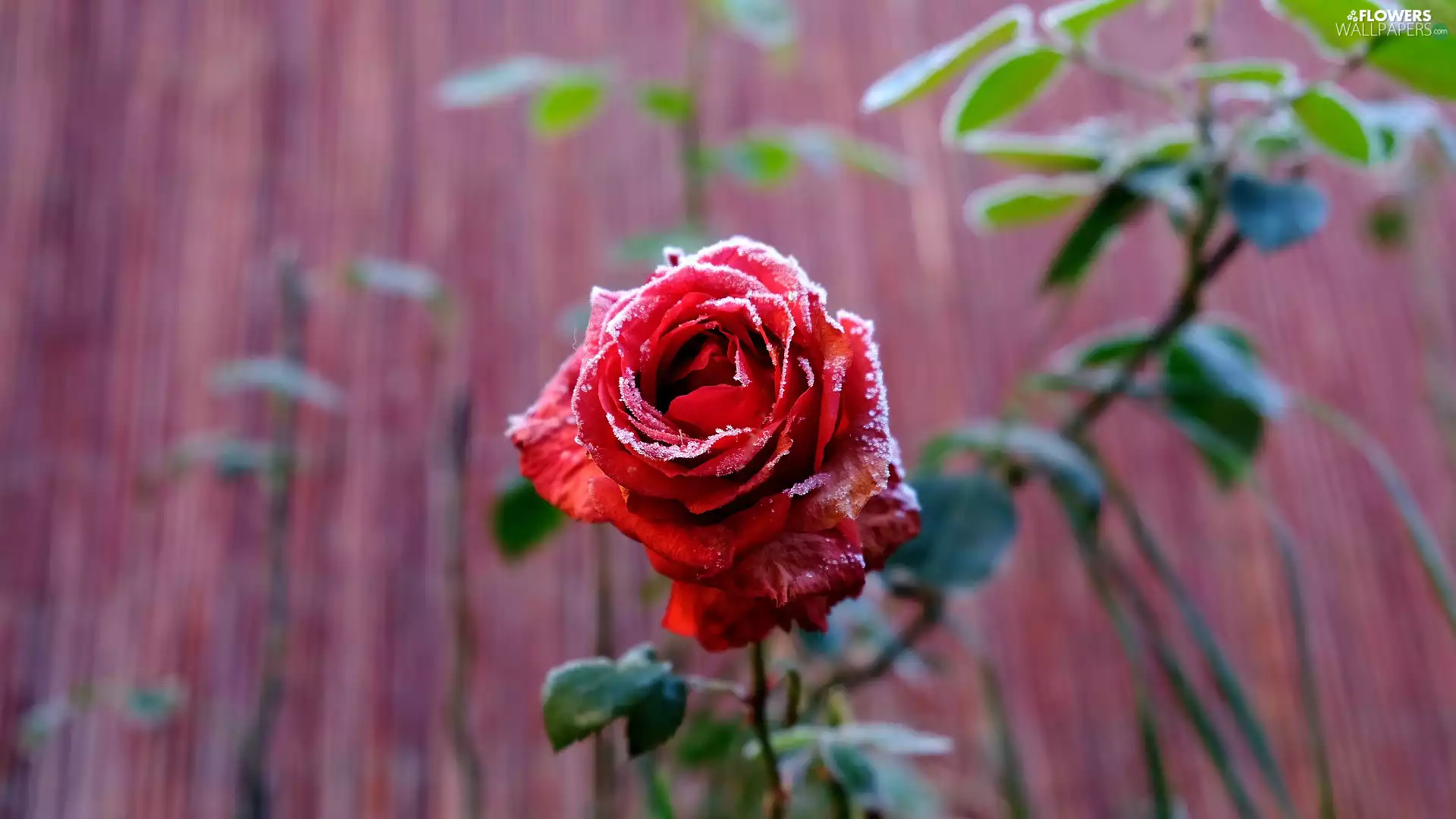 red hot, rose, White frost, frosted