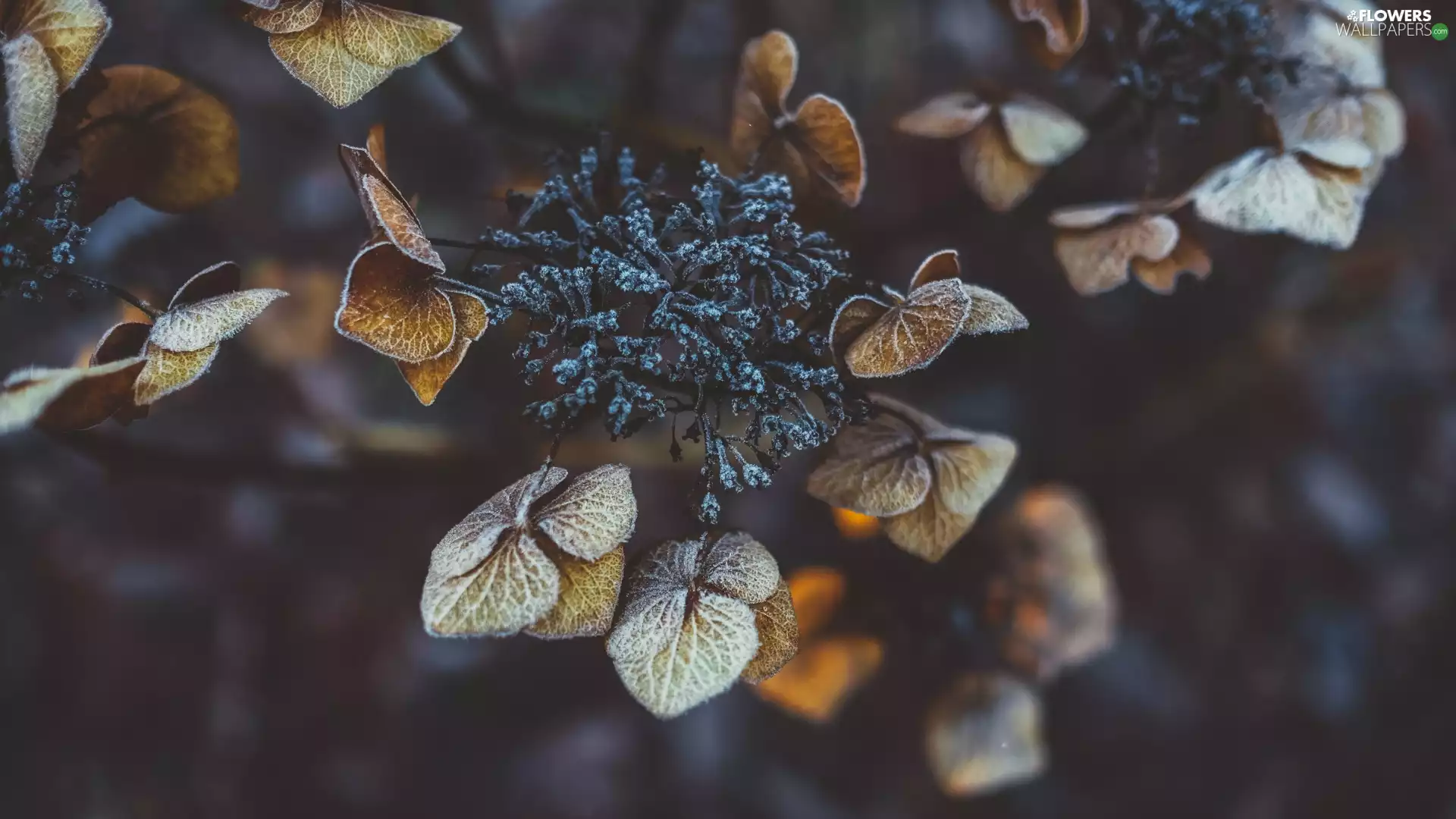 White frost, hydrangea
