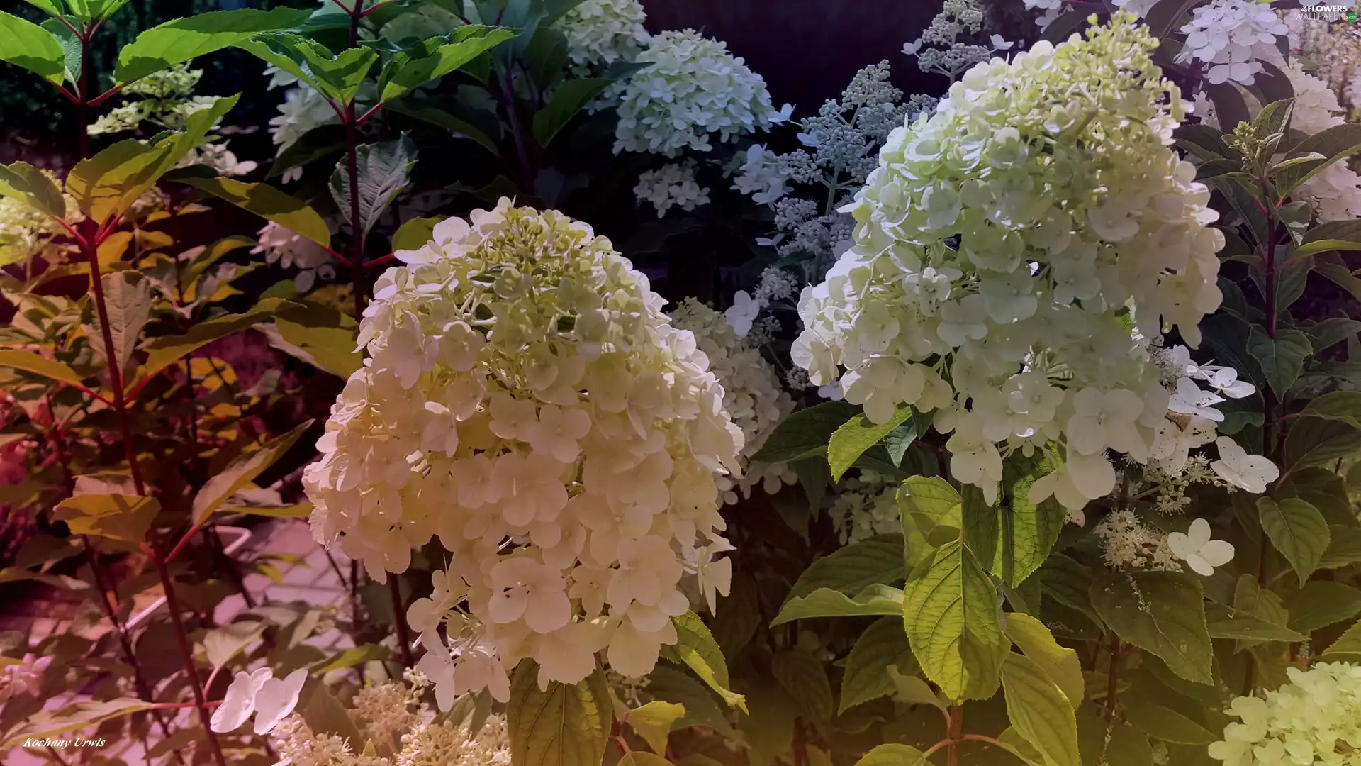 White, hydrangeas