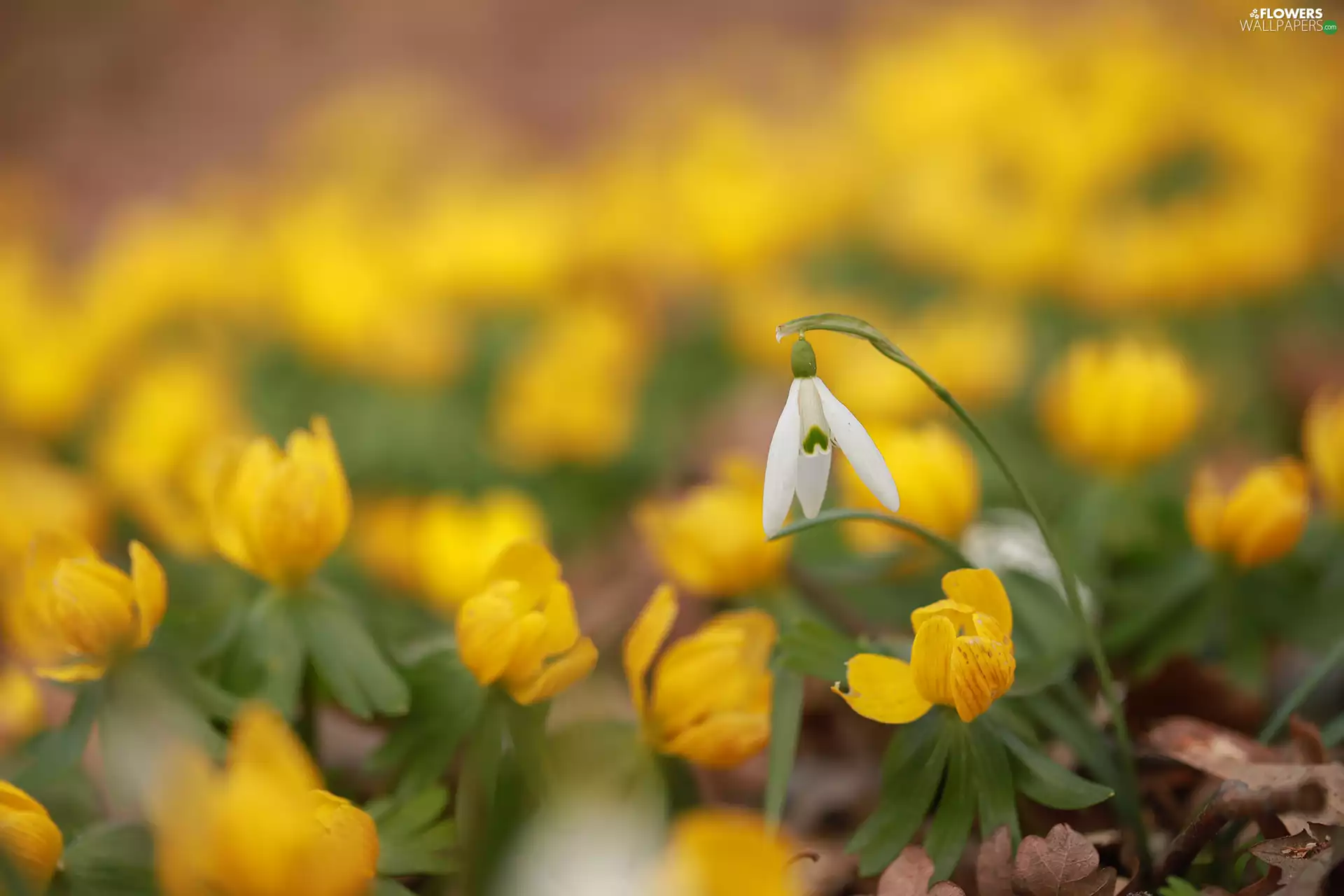 Yellow, Eranthis hyemalis, White, Colourfull Flowers, Snowdrop