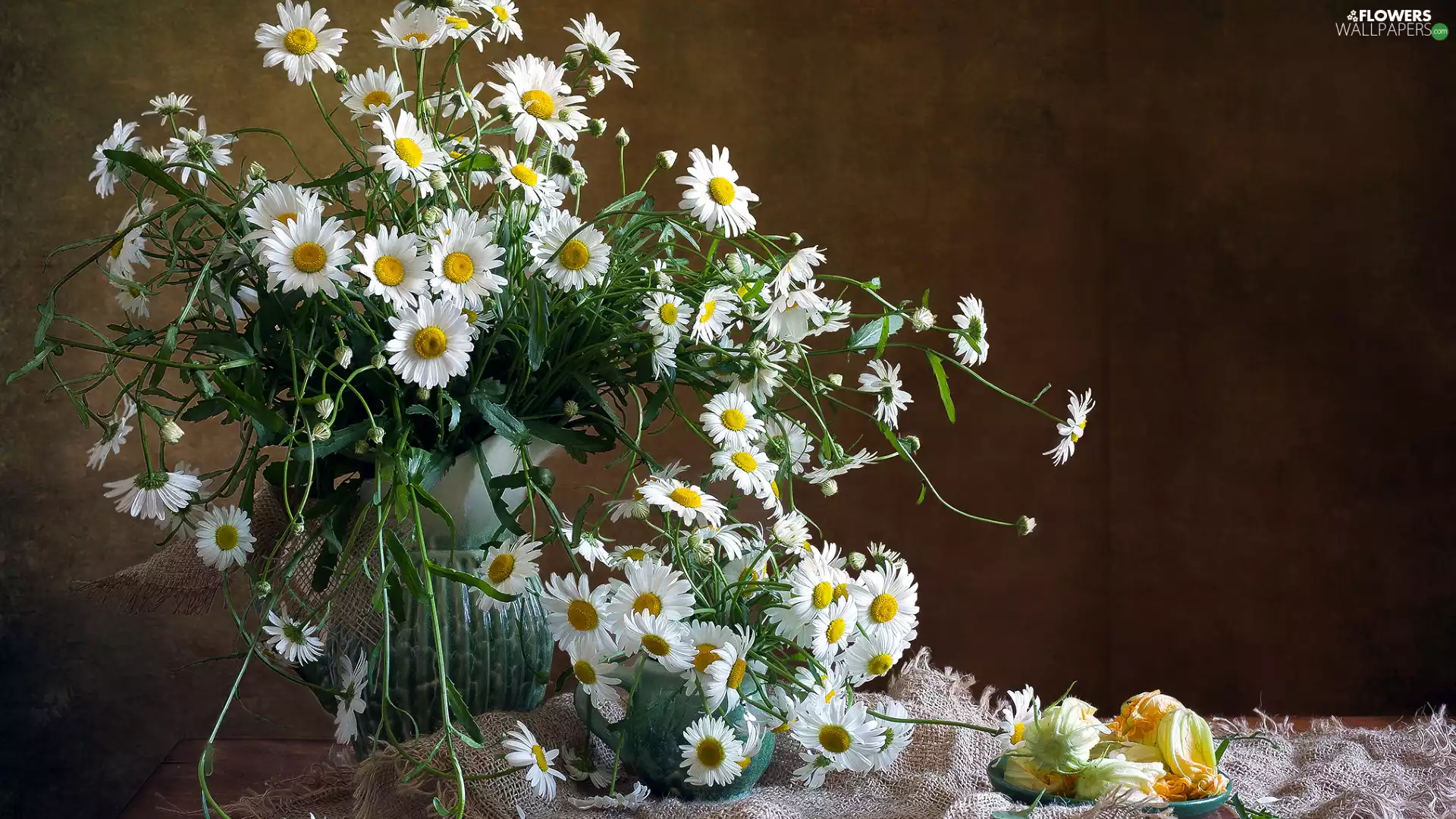 Jugs, Flowers, daisy, White