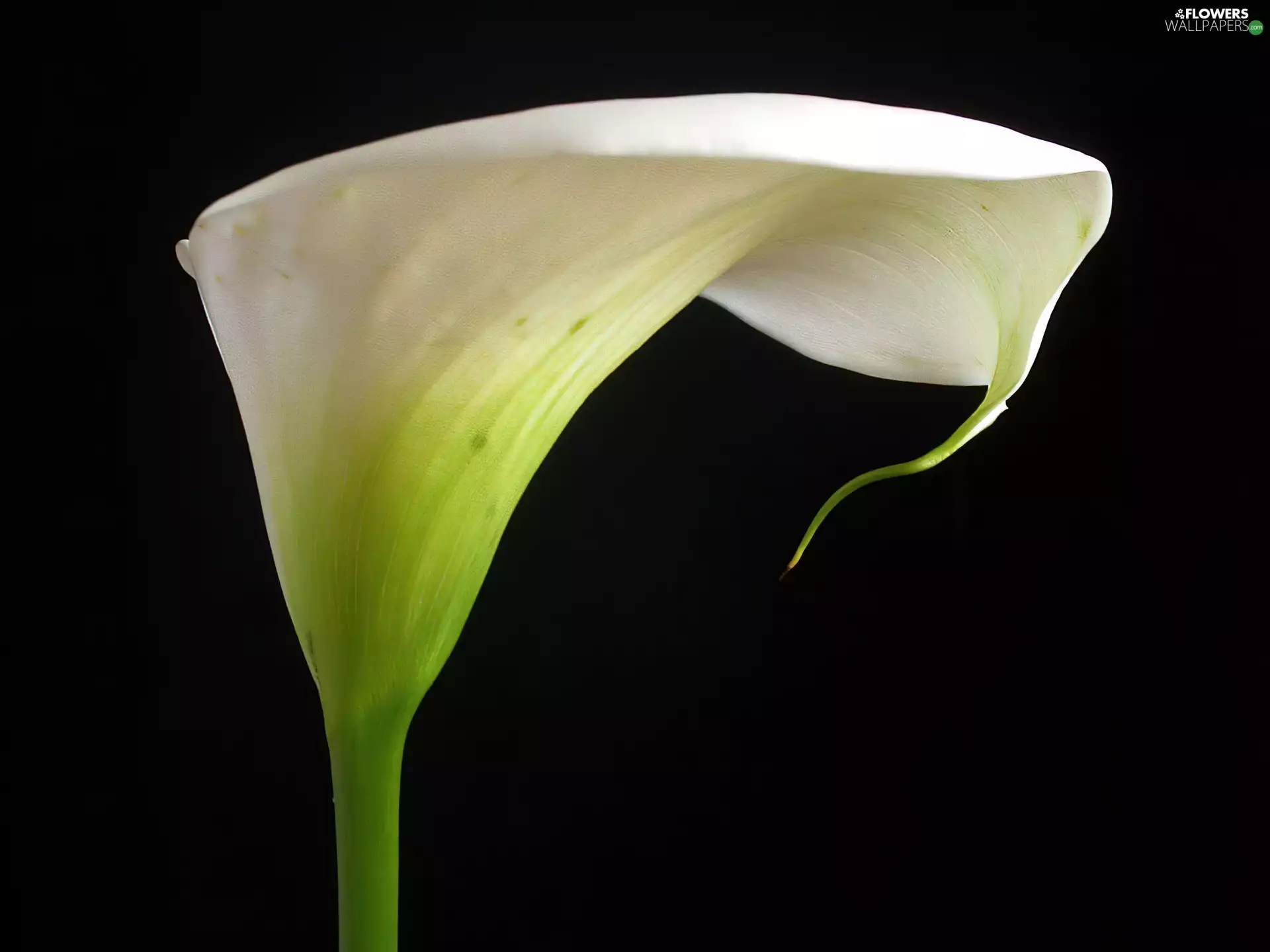 Kalia, Colourfull Flowers, White