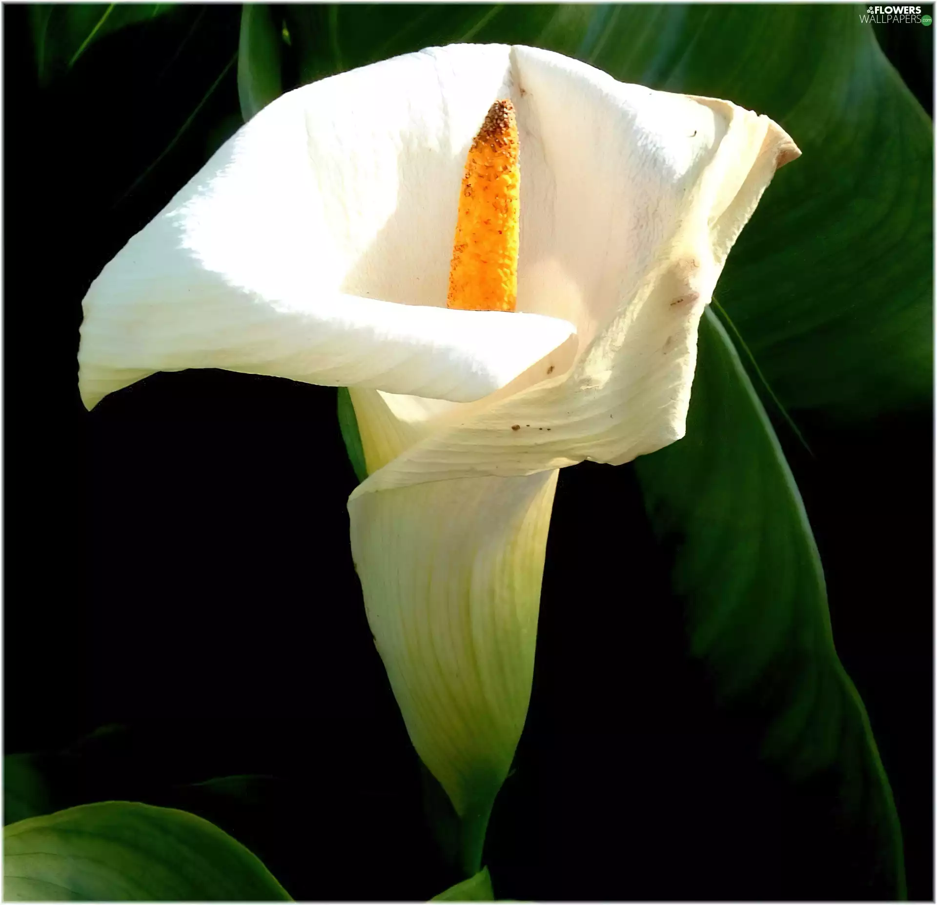 Kalia, Colourfull Flowers, White