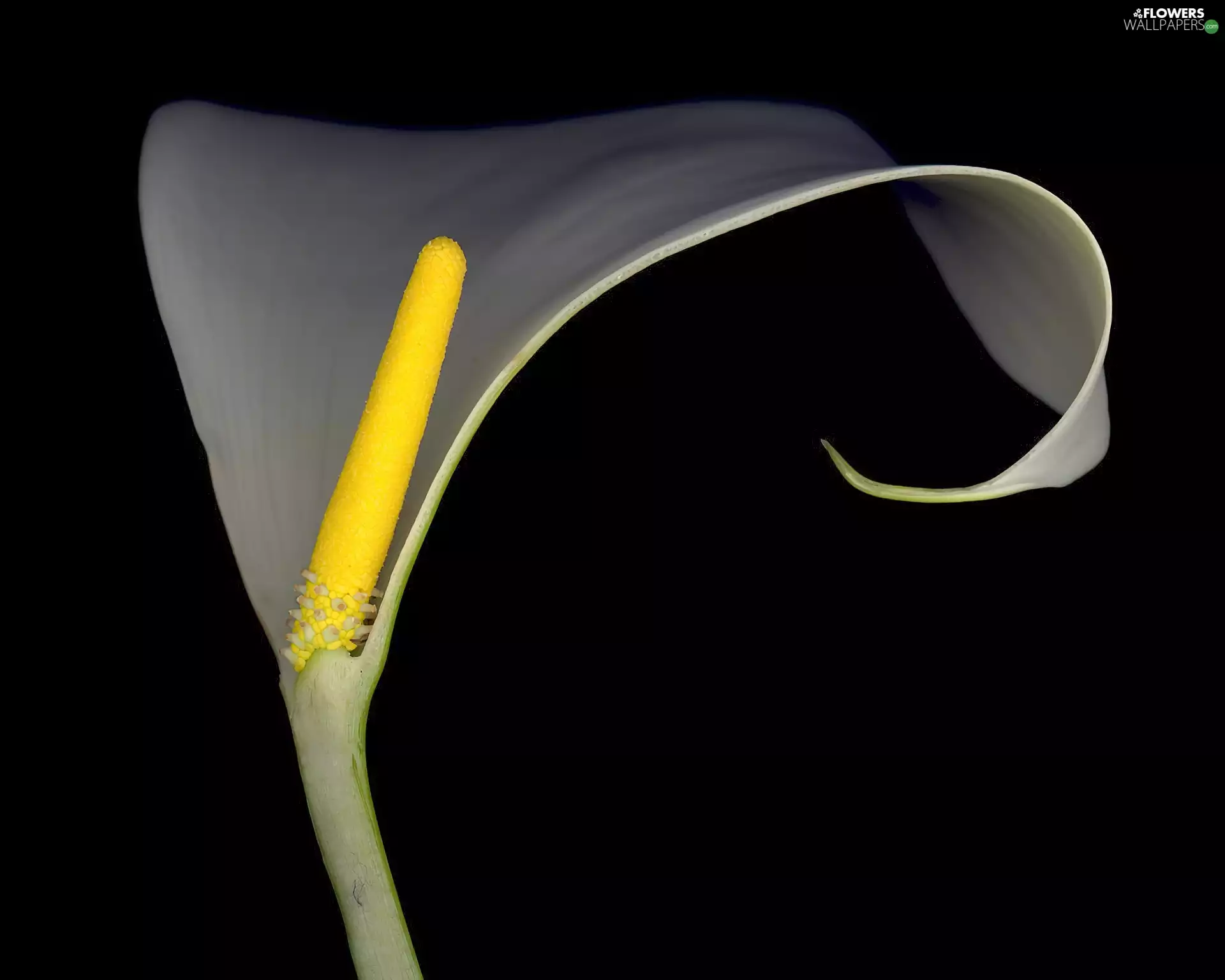 Kalia, Colourfull Flowers, White