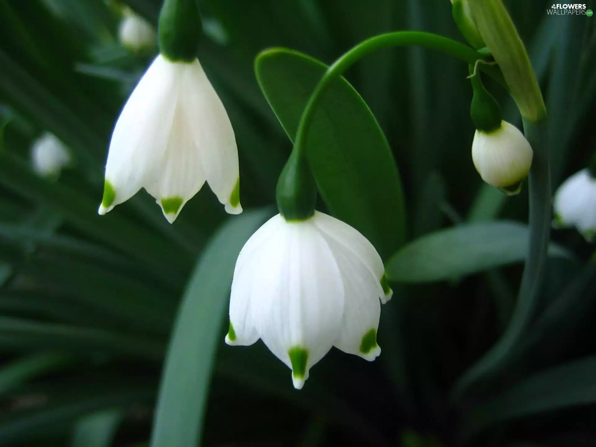 White, Leucojum