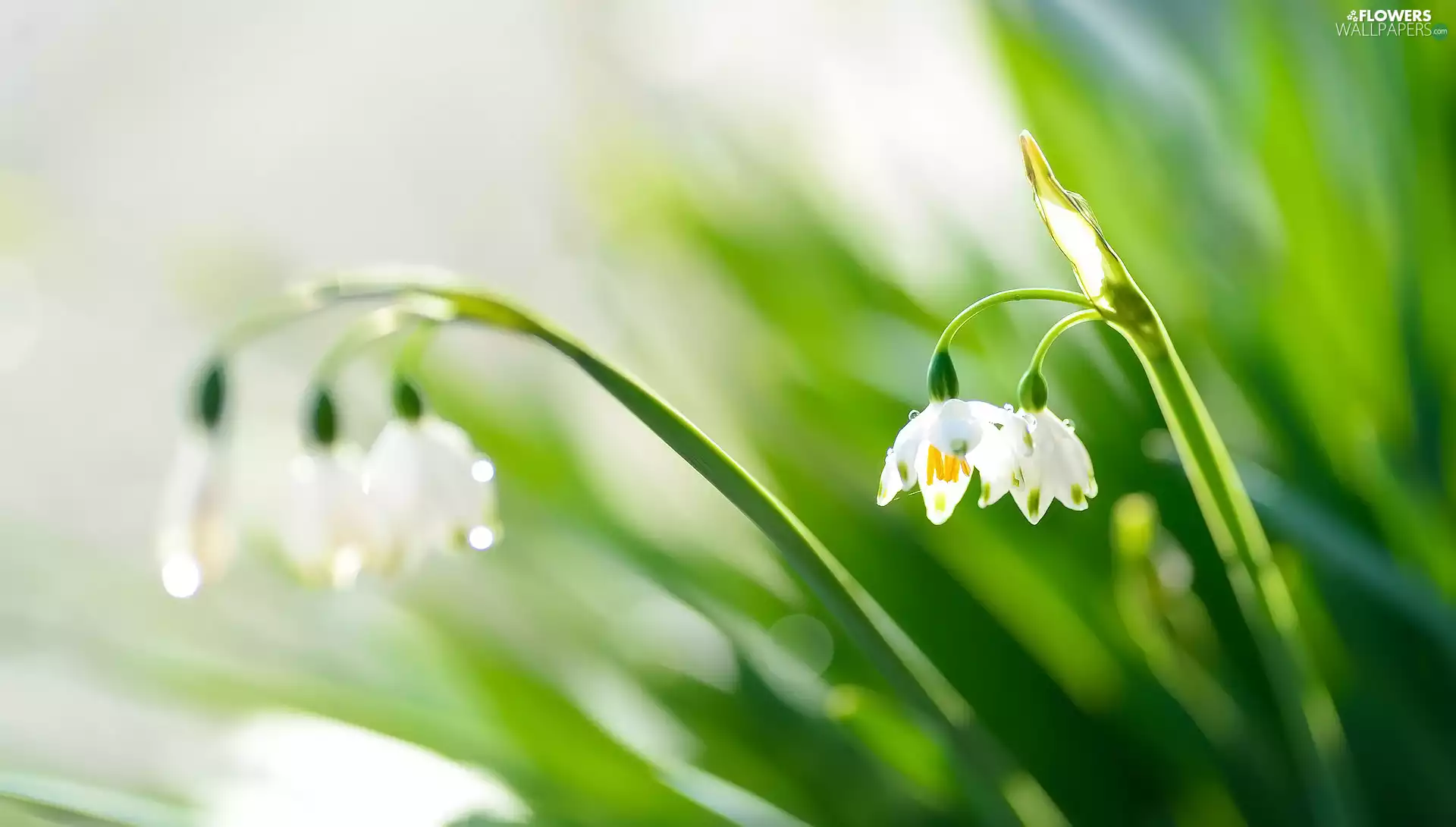 White, Flowers, Leucojum