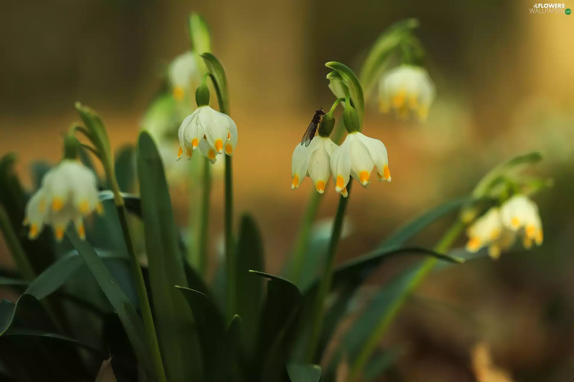 Leucojum, Flowers, Insect, White