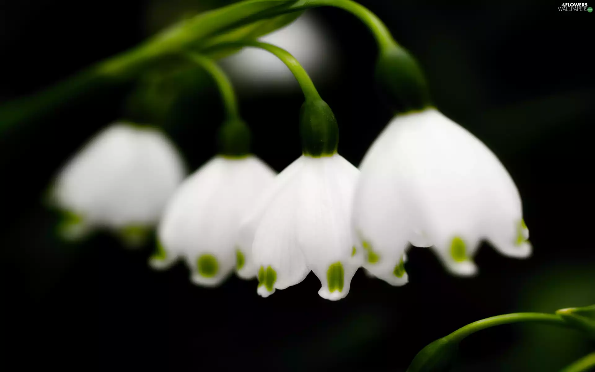 White, Leucojum
