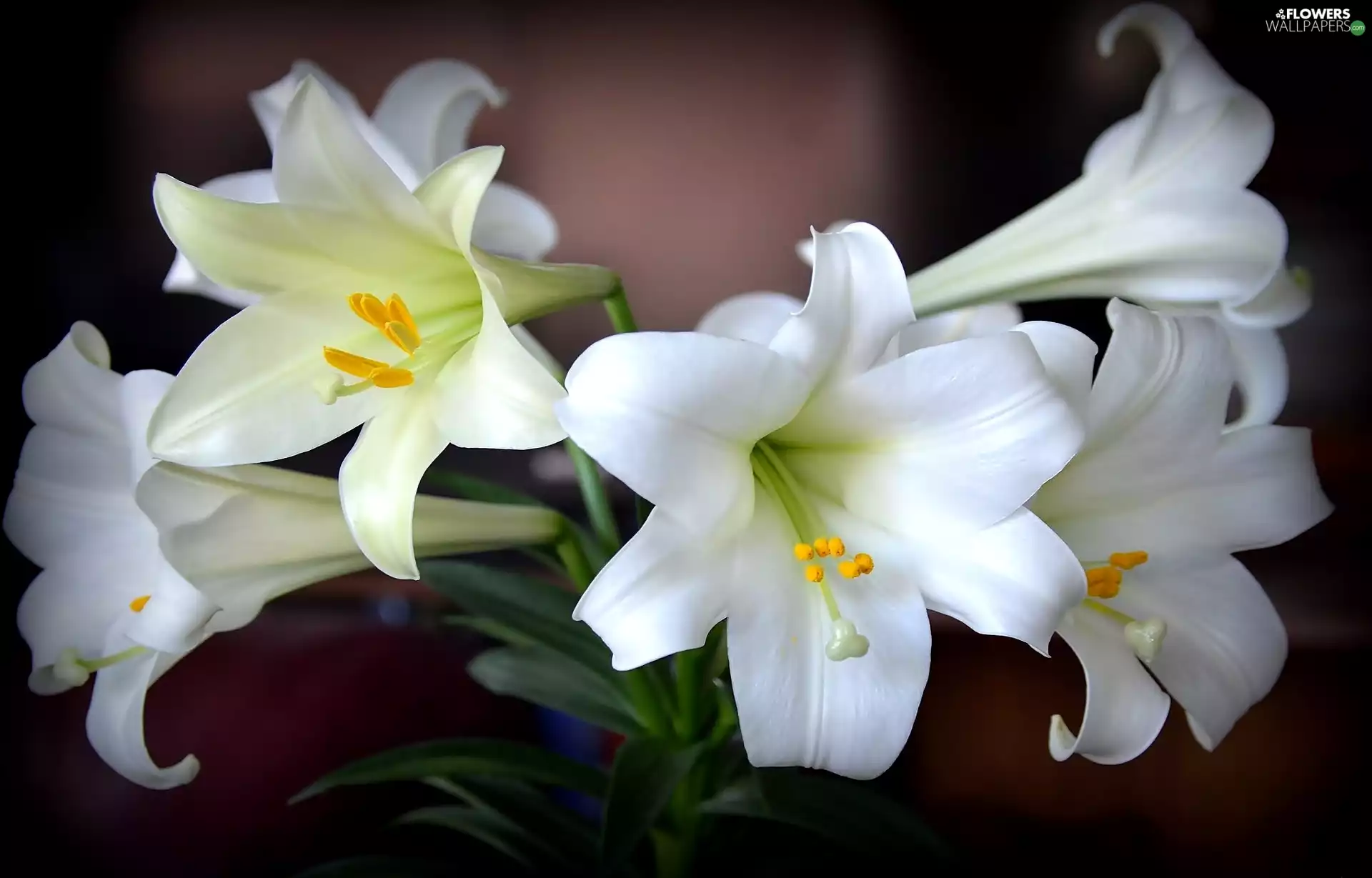 White, lilies