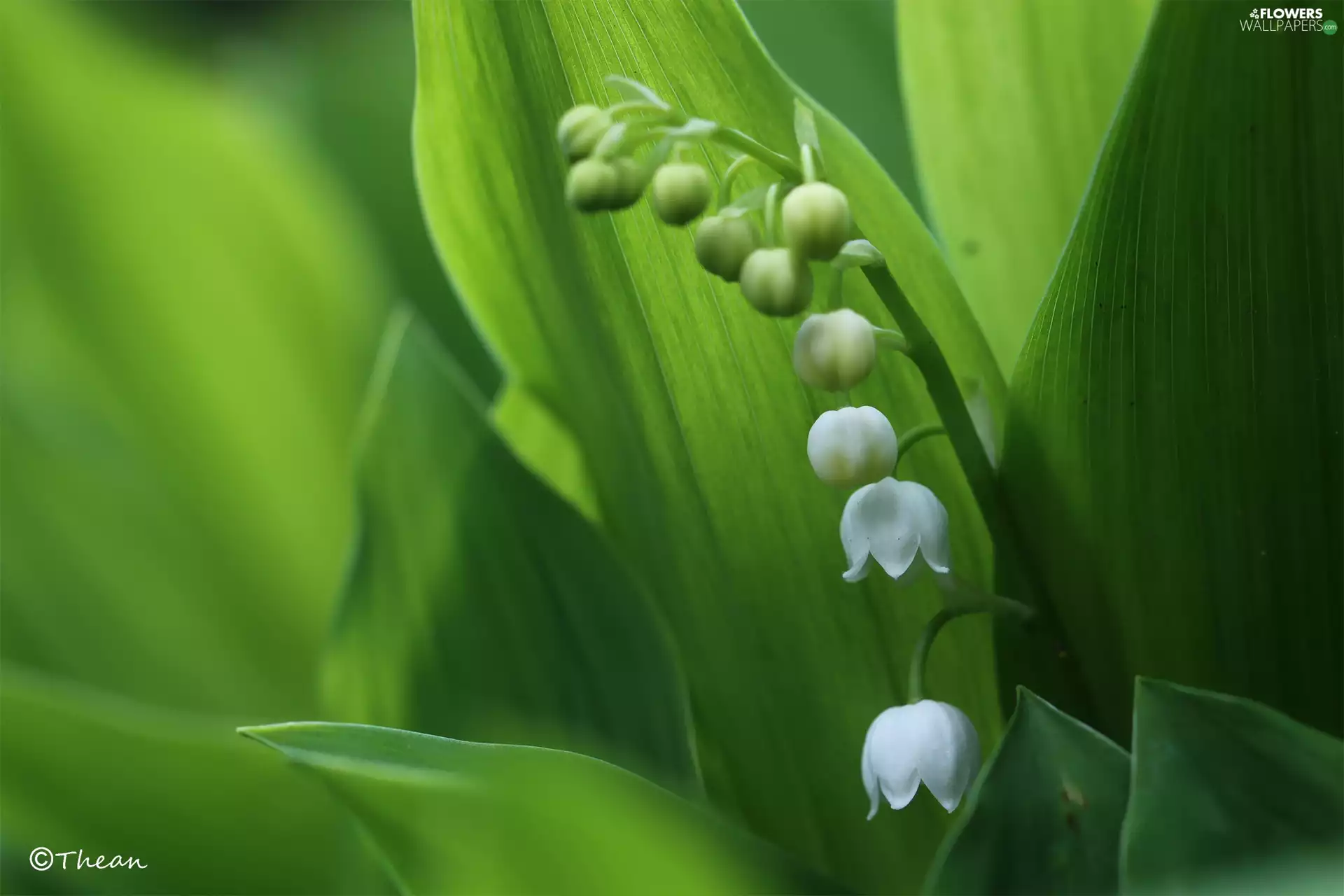 lilies, Flowers, Leaf, White