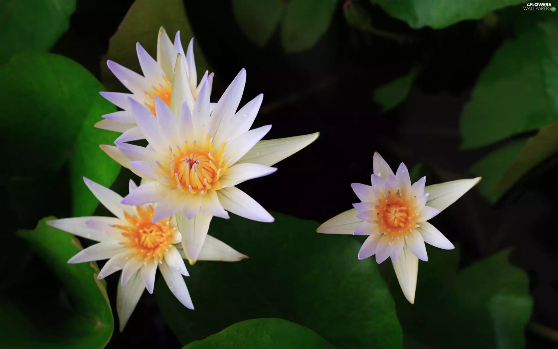 White, Water lilies