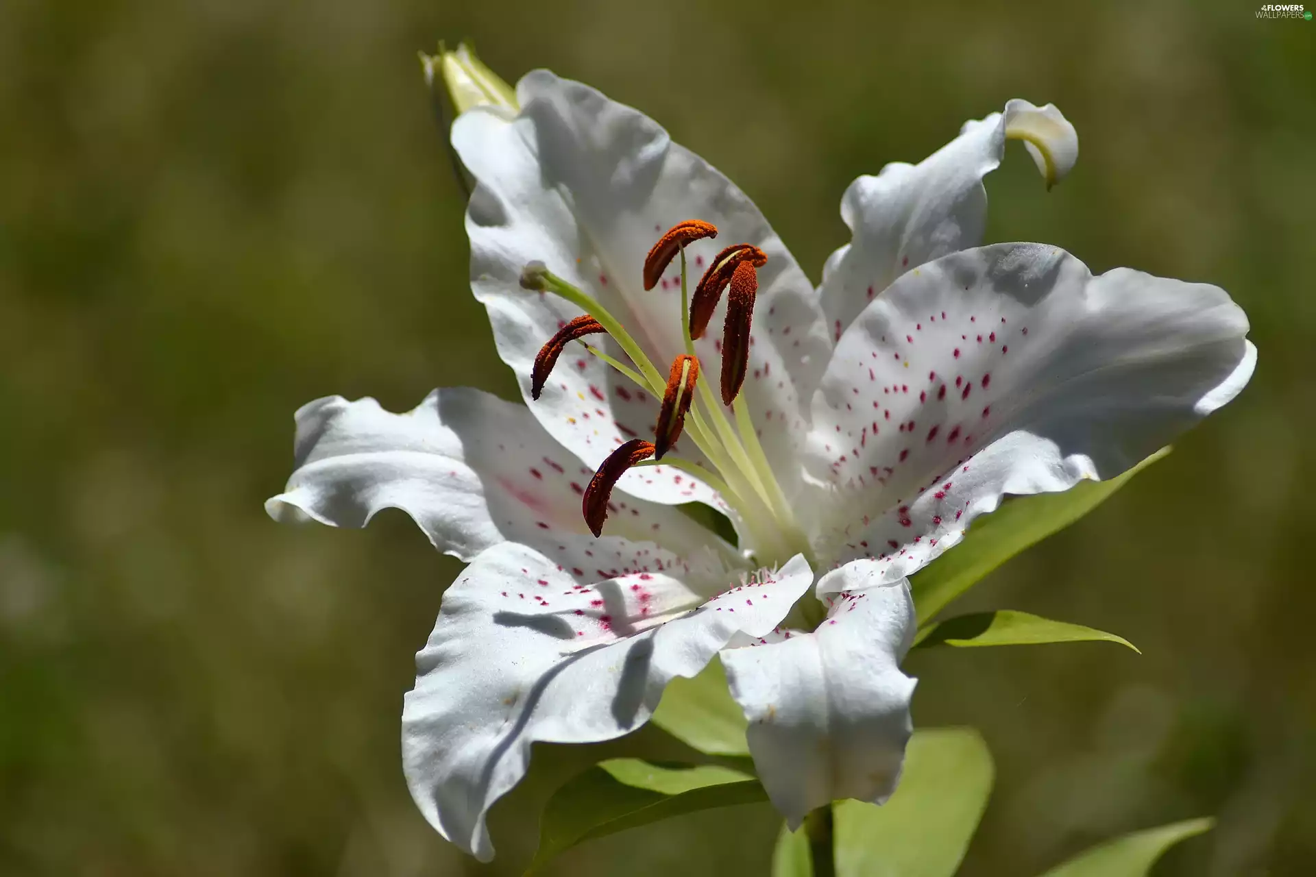 Lily, Colourfull Flowers, White