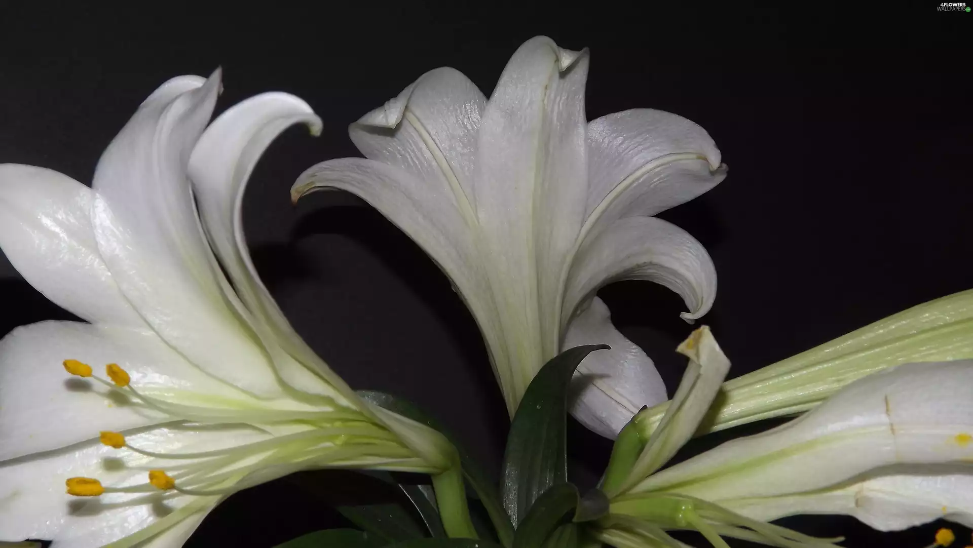 White, Flowers, Lily