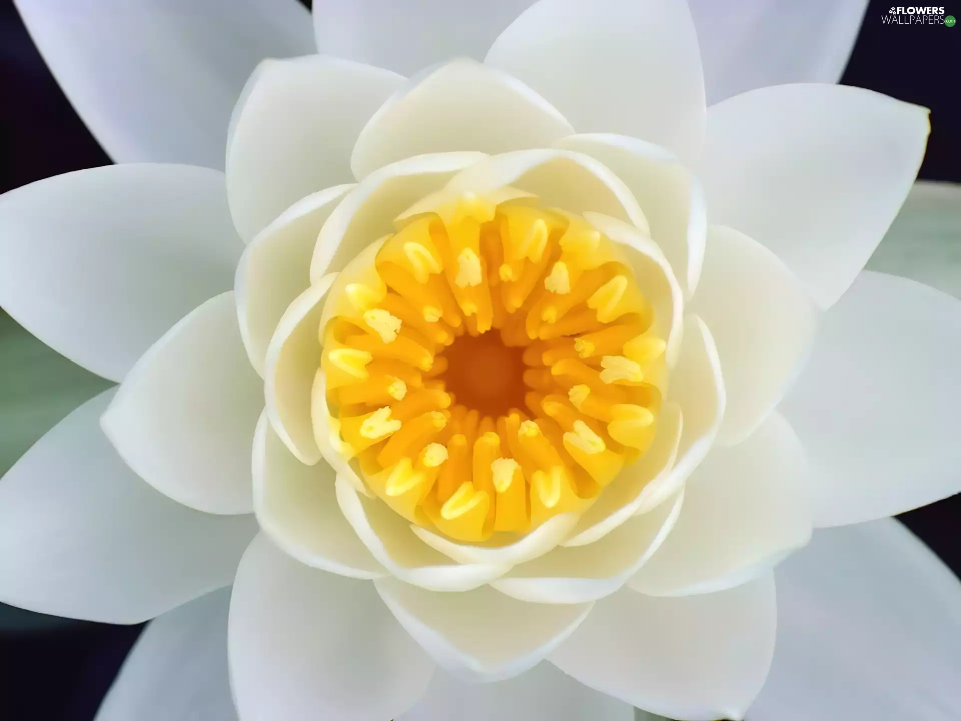 White, water-lily