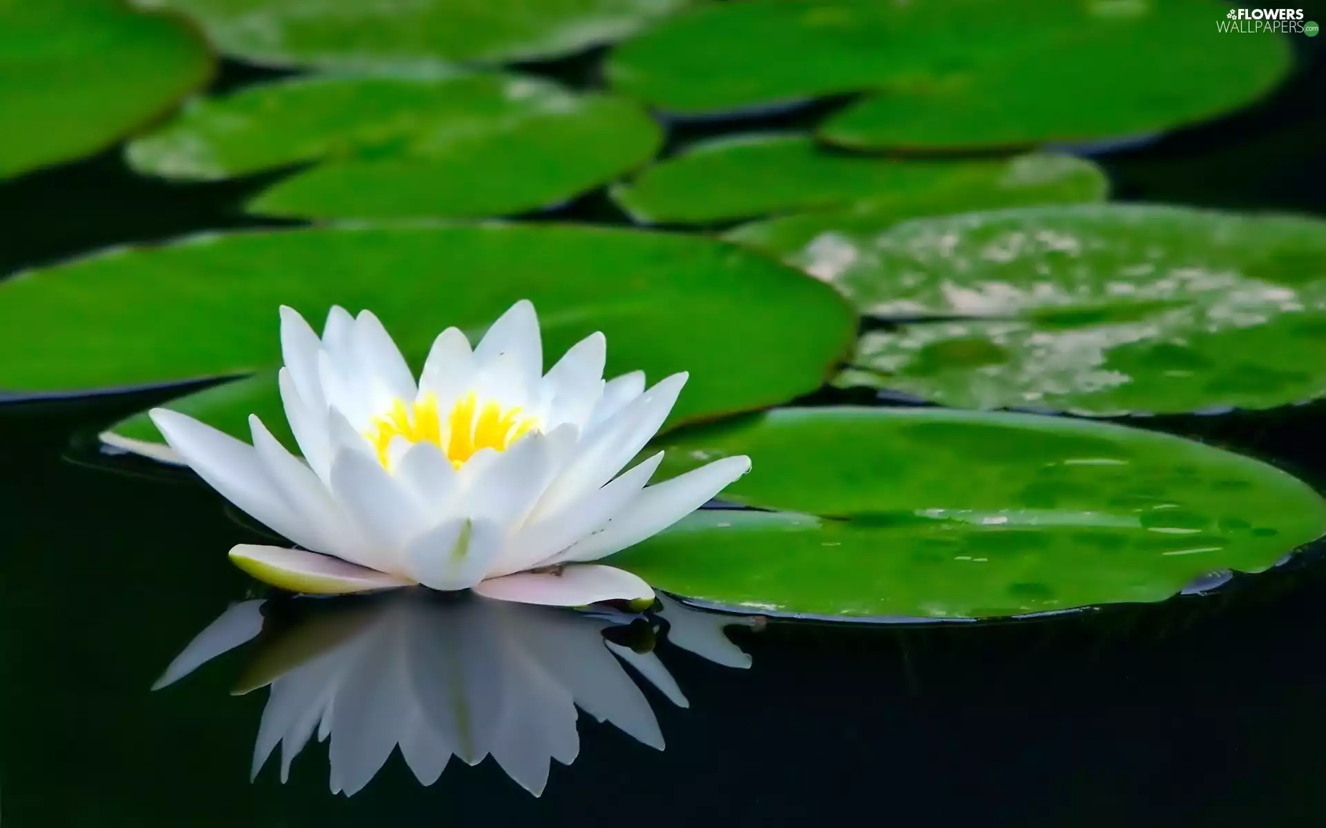 White, water-lily