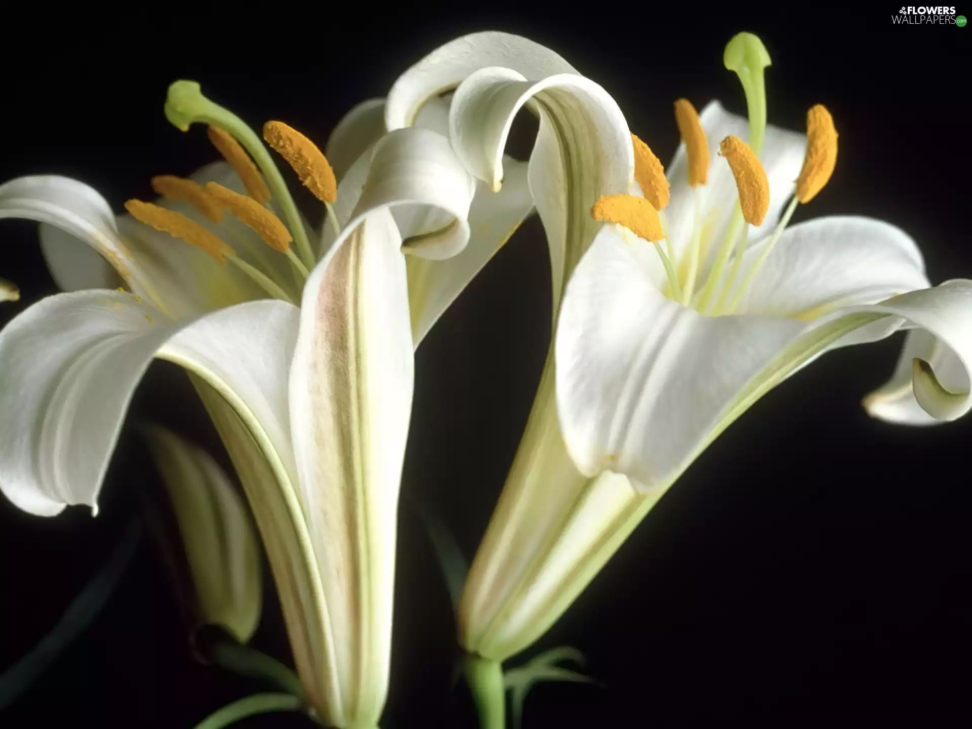 White Lily