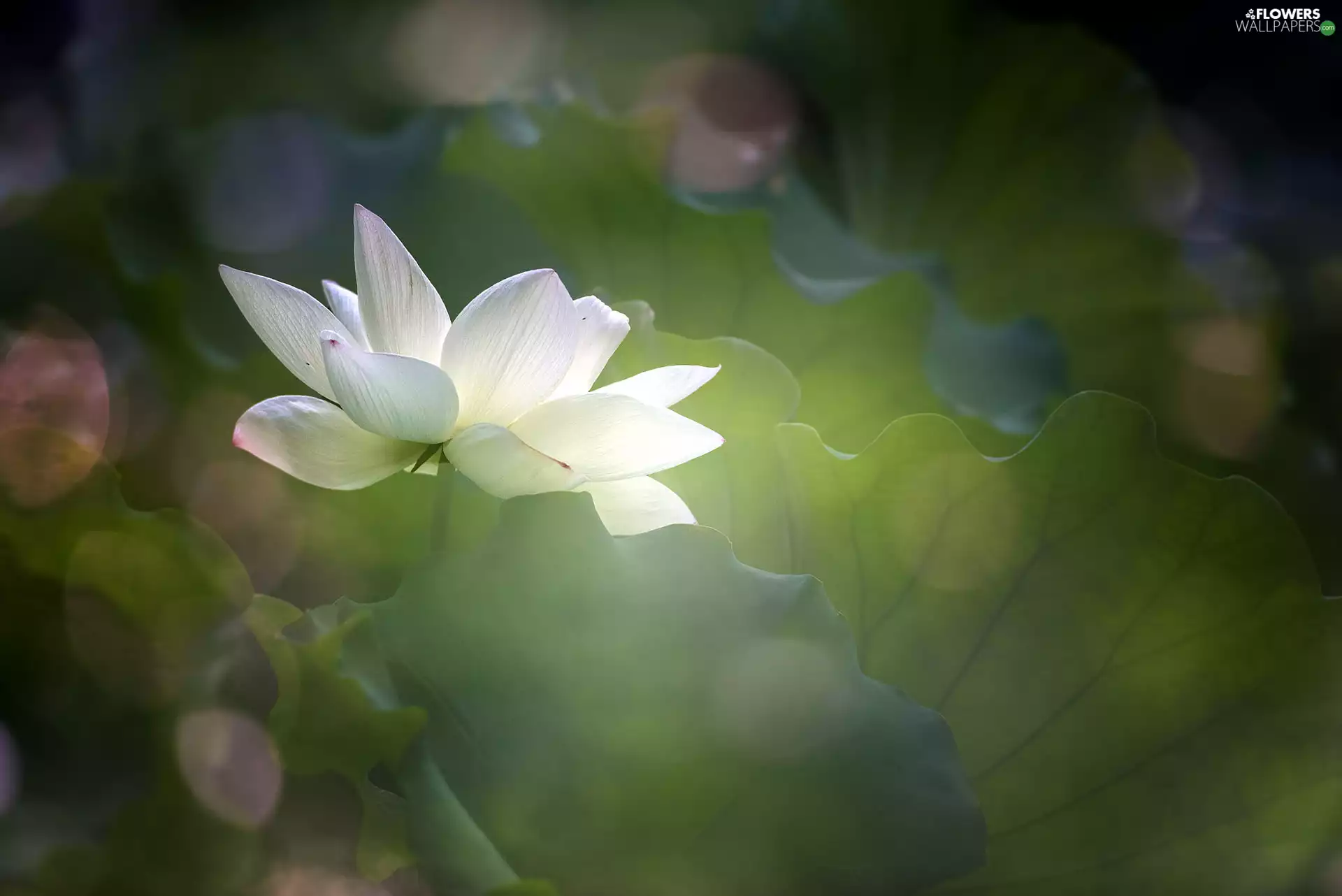 White, lotus