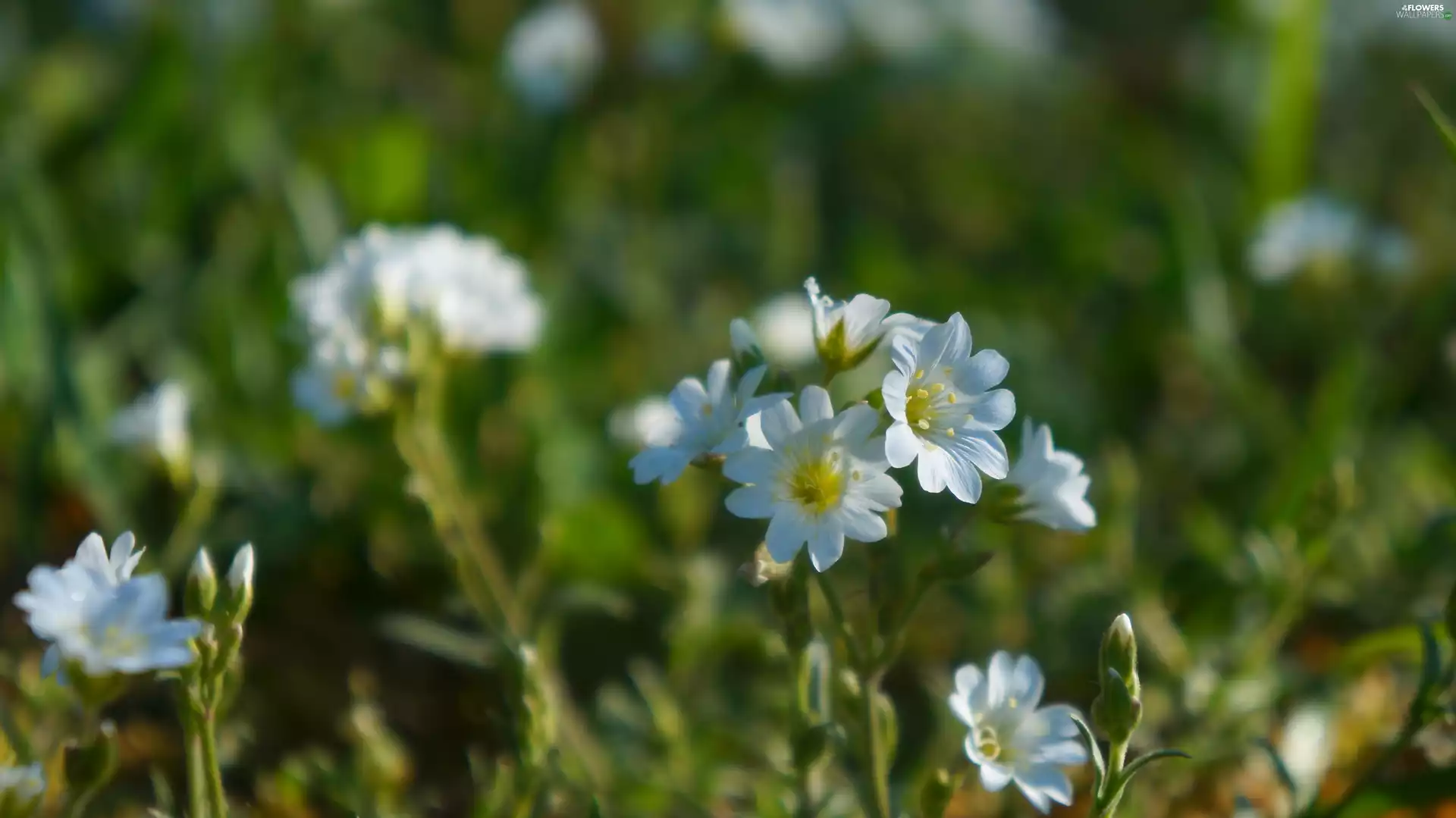 Meadow, Flowers, Cerastium, White