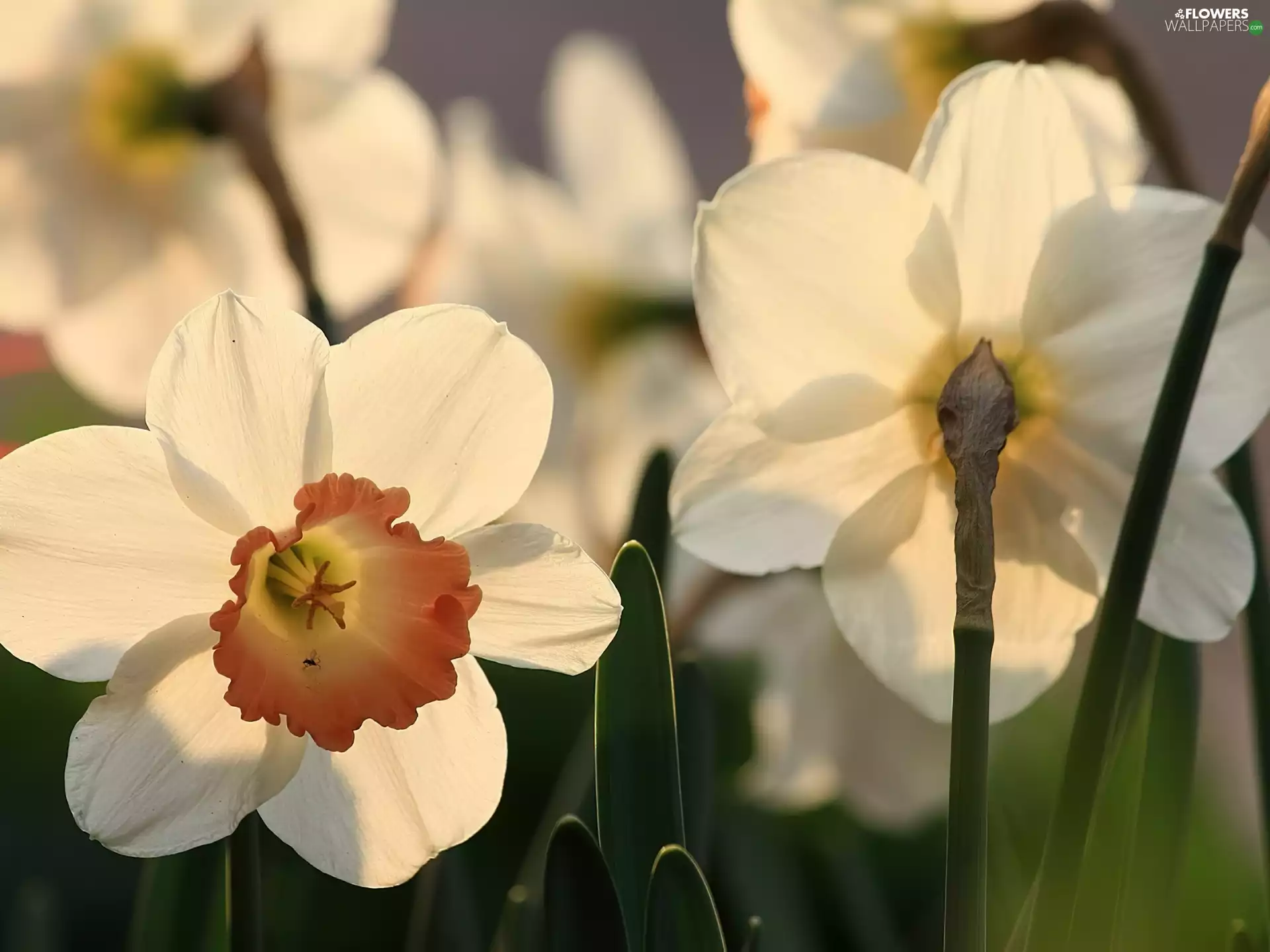 White, narcissus