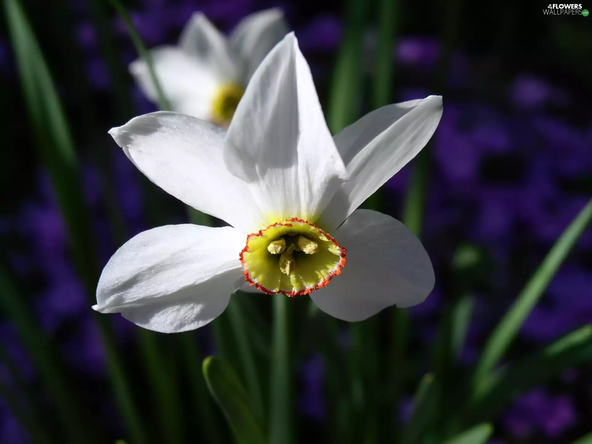 white narcissus