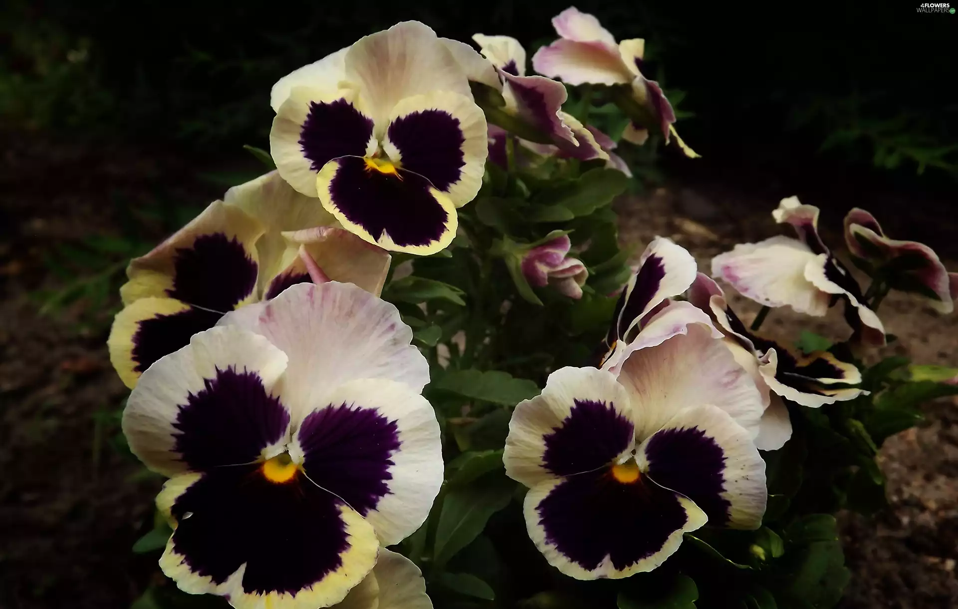 navy blue, pansies, white