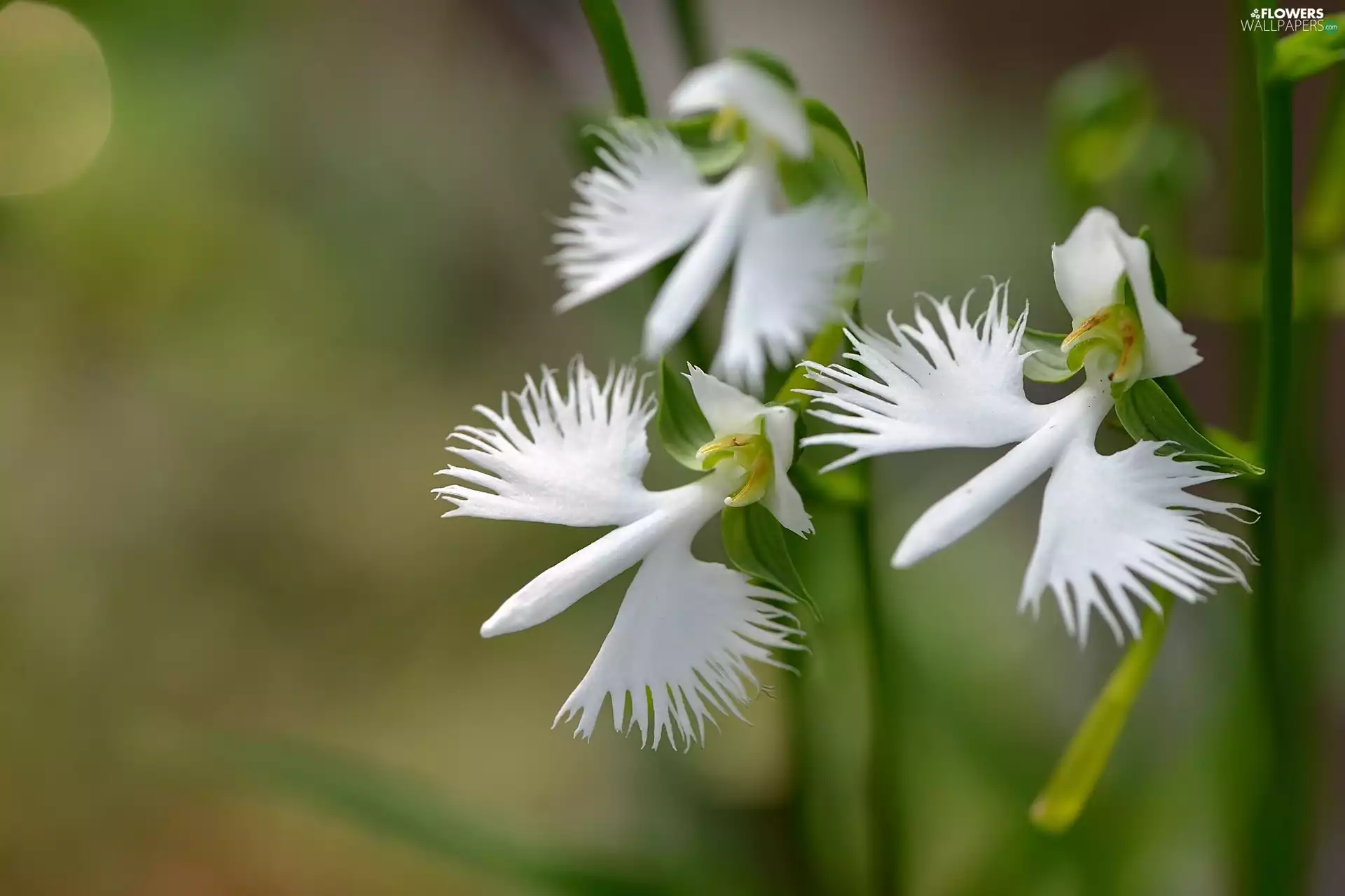 White, orchid