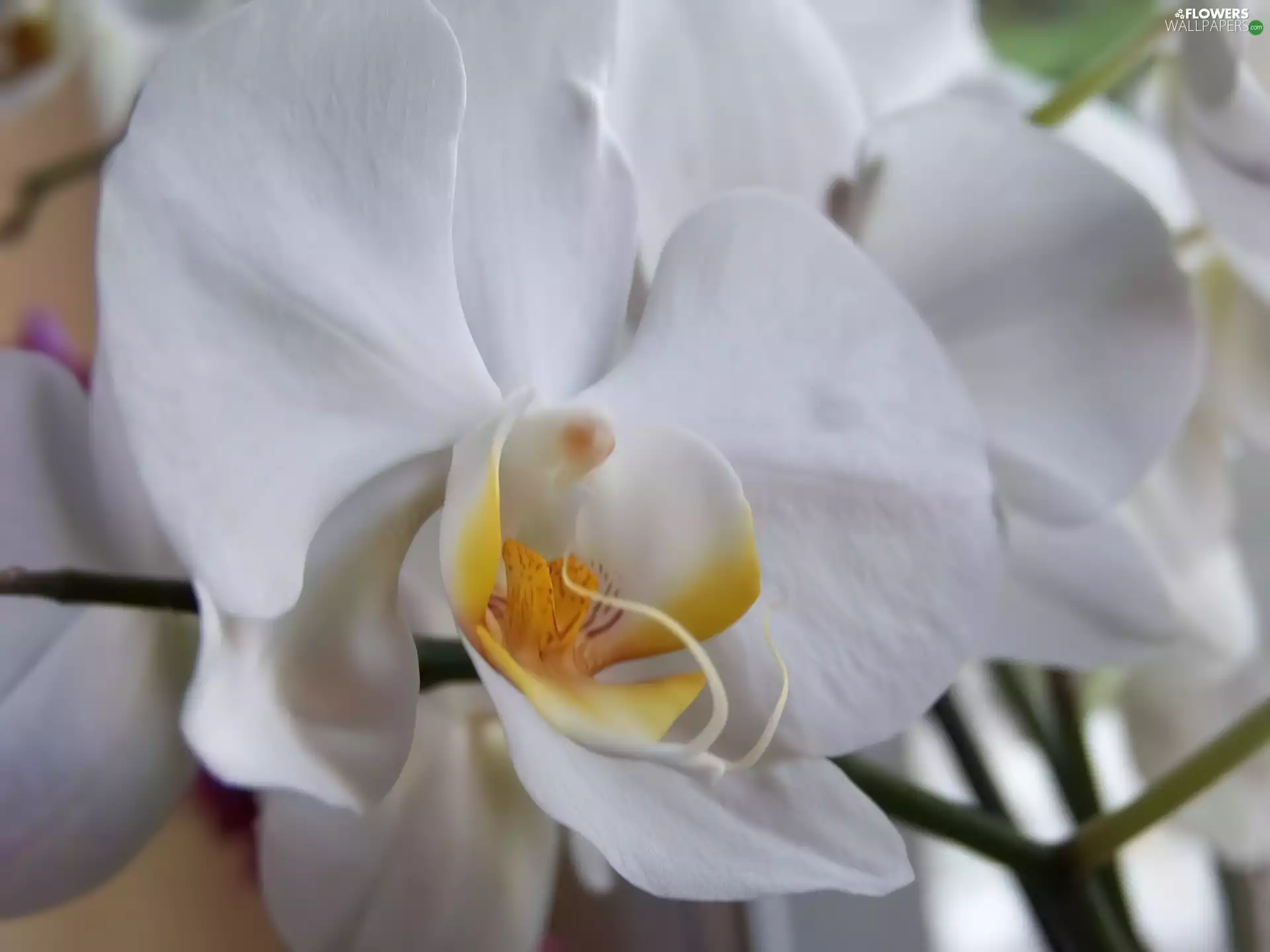 White, orchid