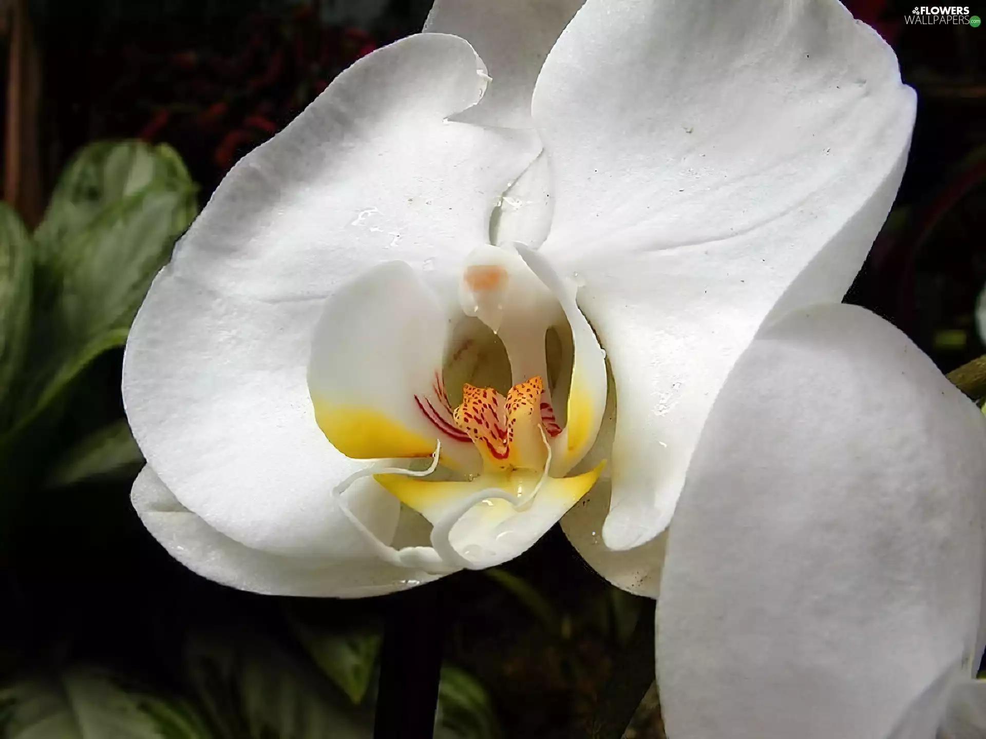 White, orchid