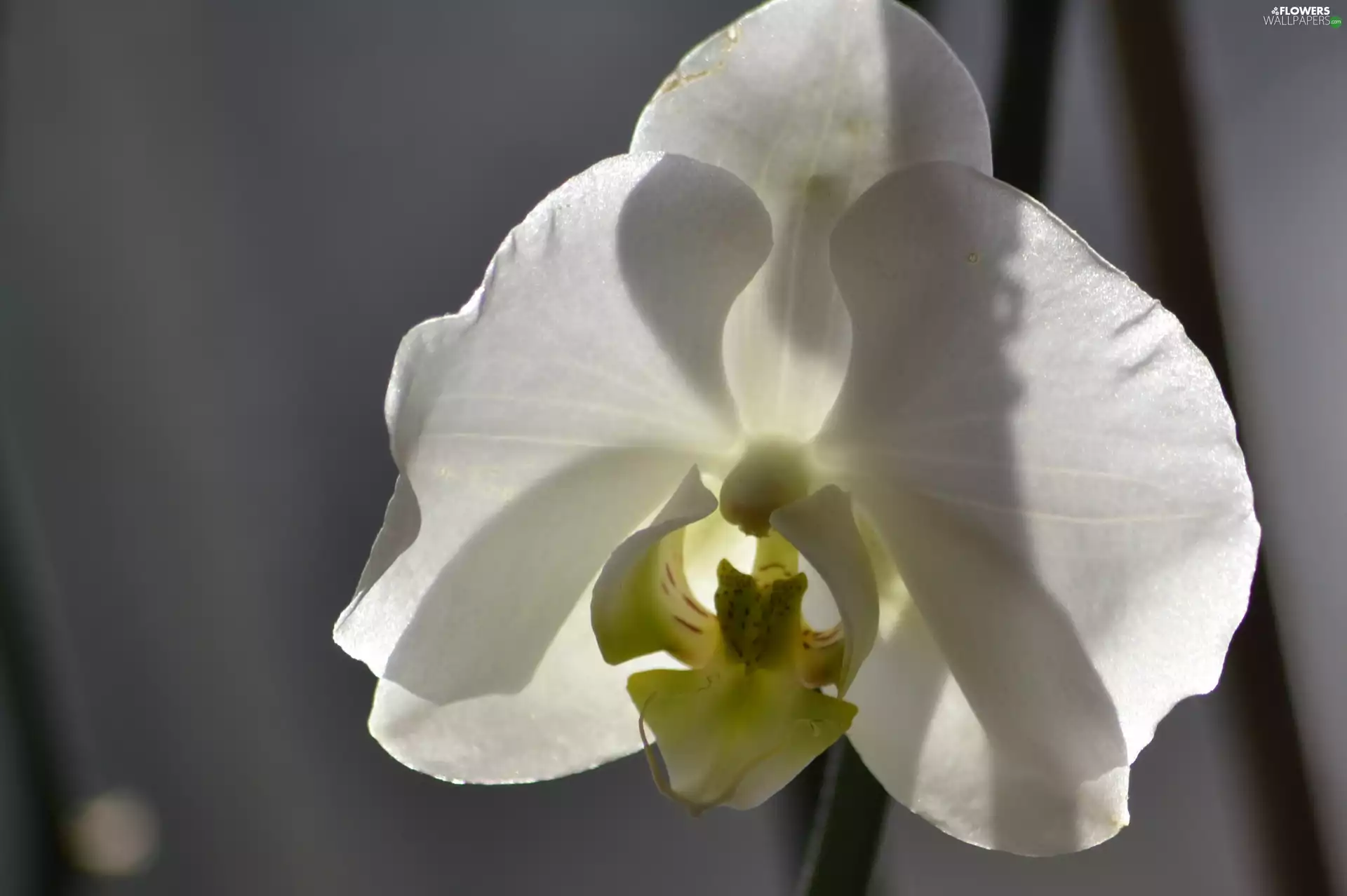 orchid, White