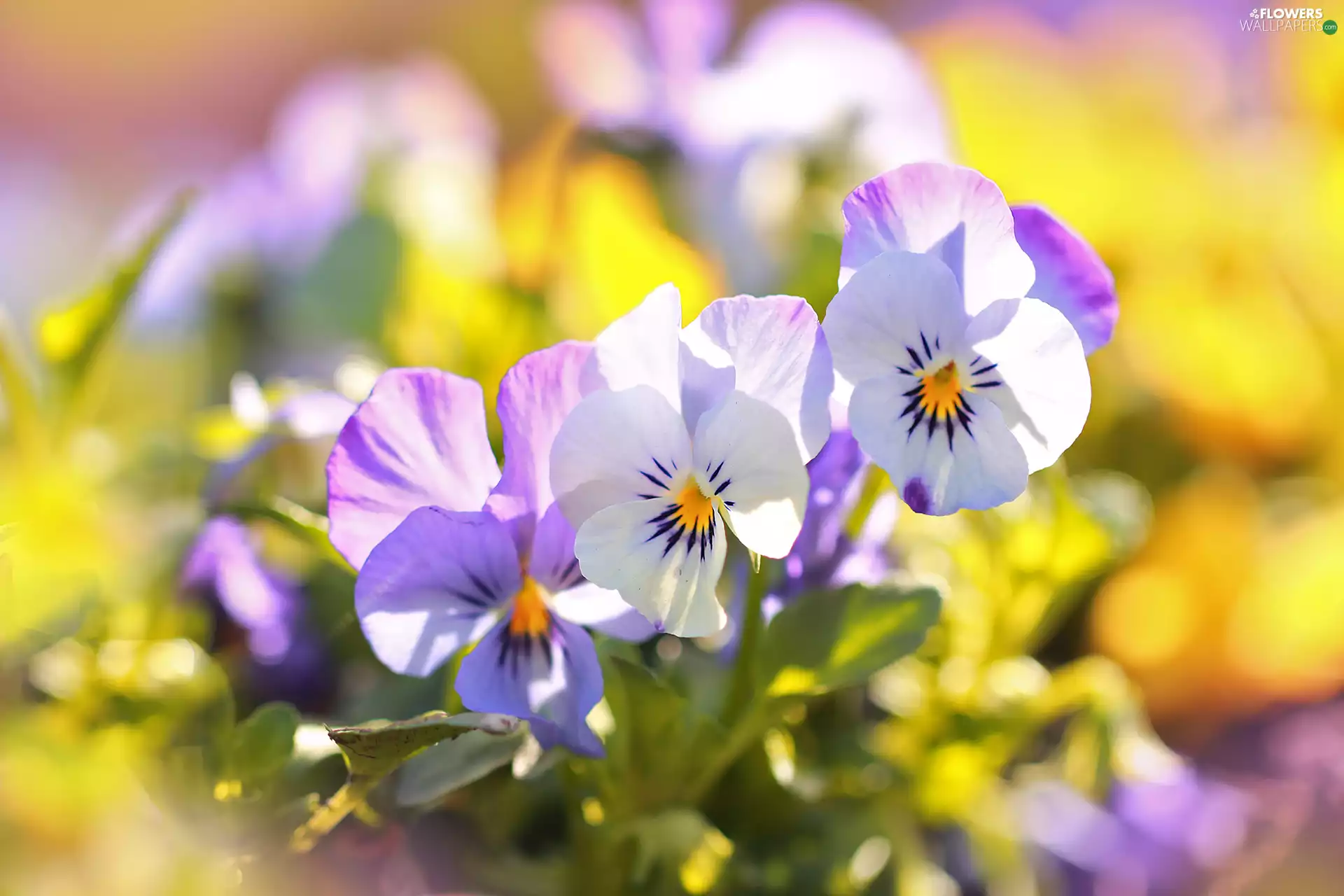 pansies, lilac, Flowers, white