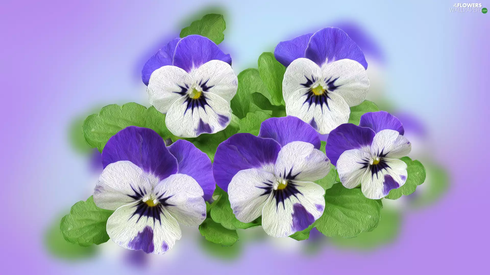 pansies, Flowers, Purple-White