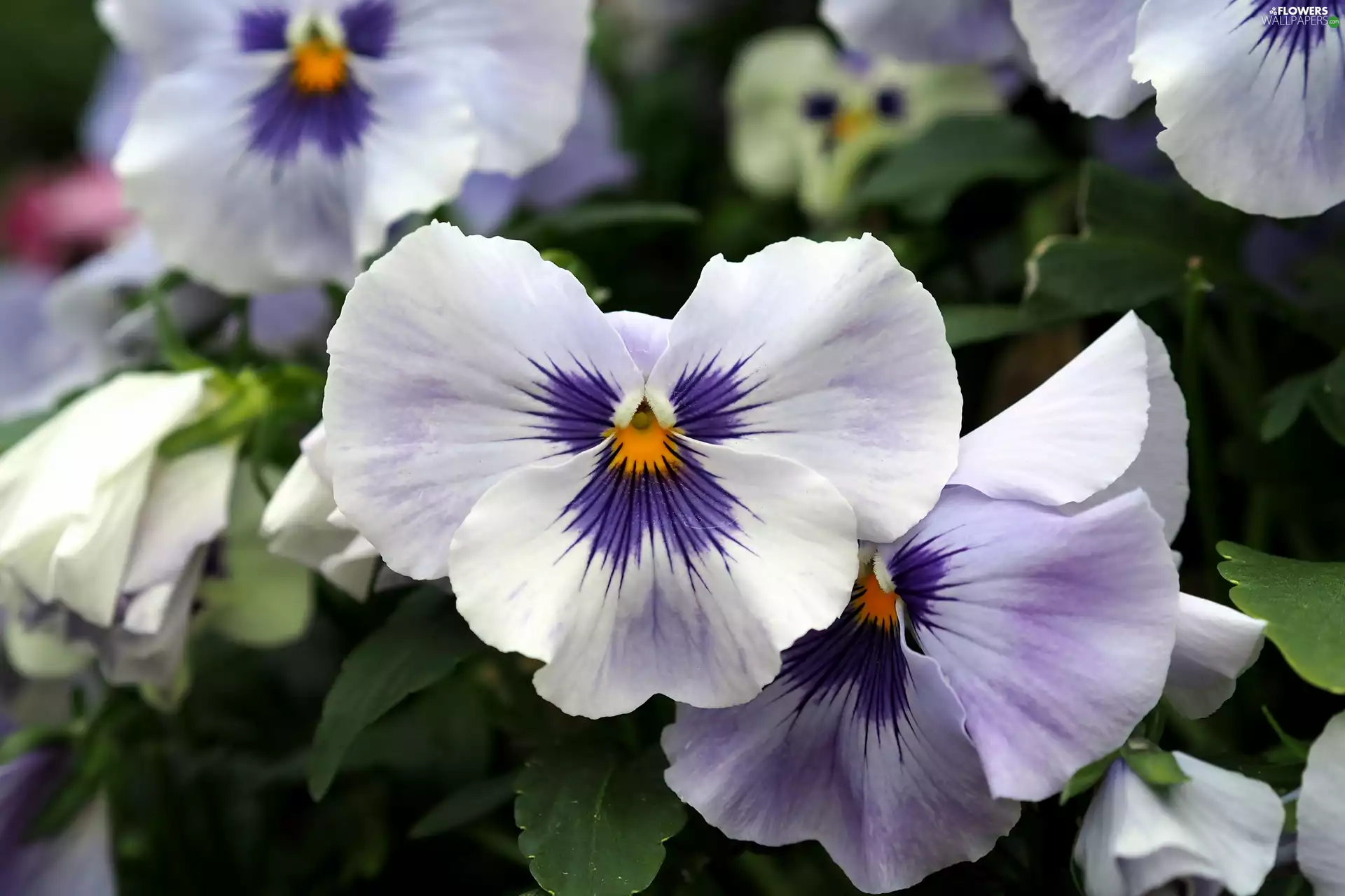 White-Purple, pansies