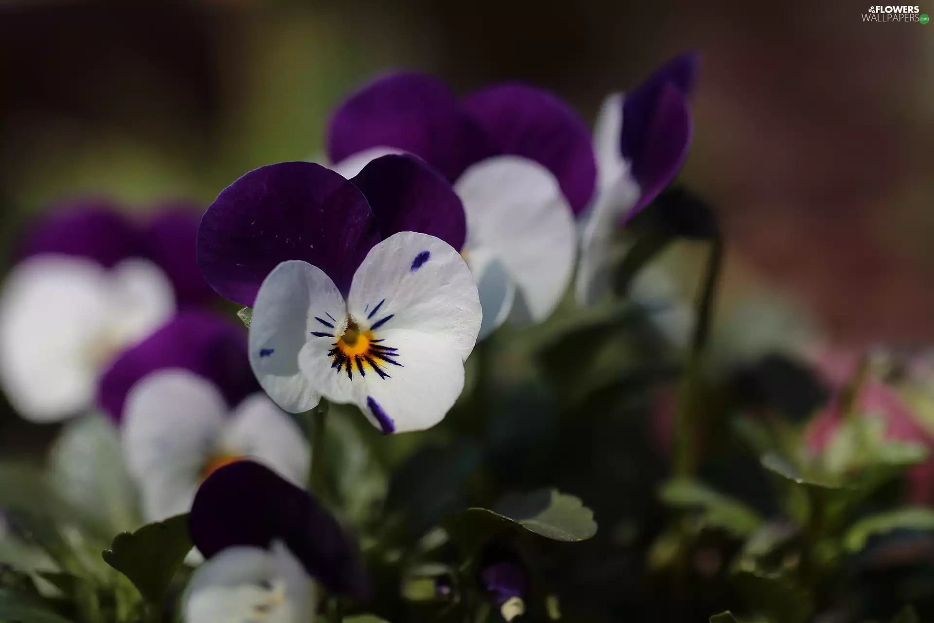 White-Purple, pansy