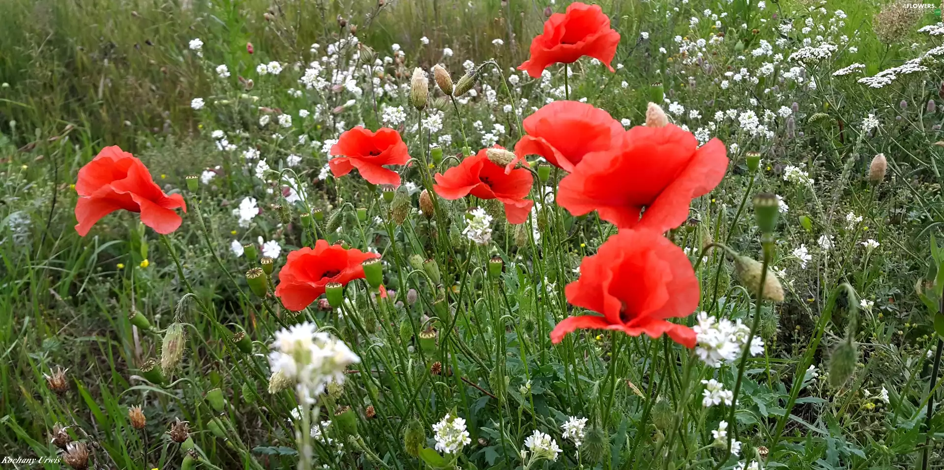 papavers, Wildflowers, Flowers, White