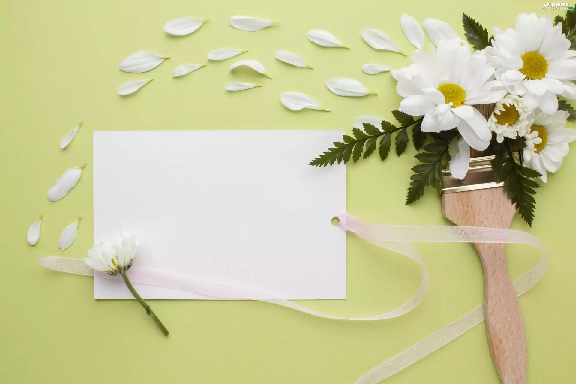 White, Flowers, daisy, brush, green ones, background, Leaf, Pendant, flakes