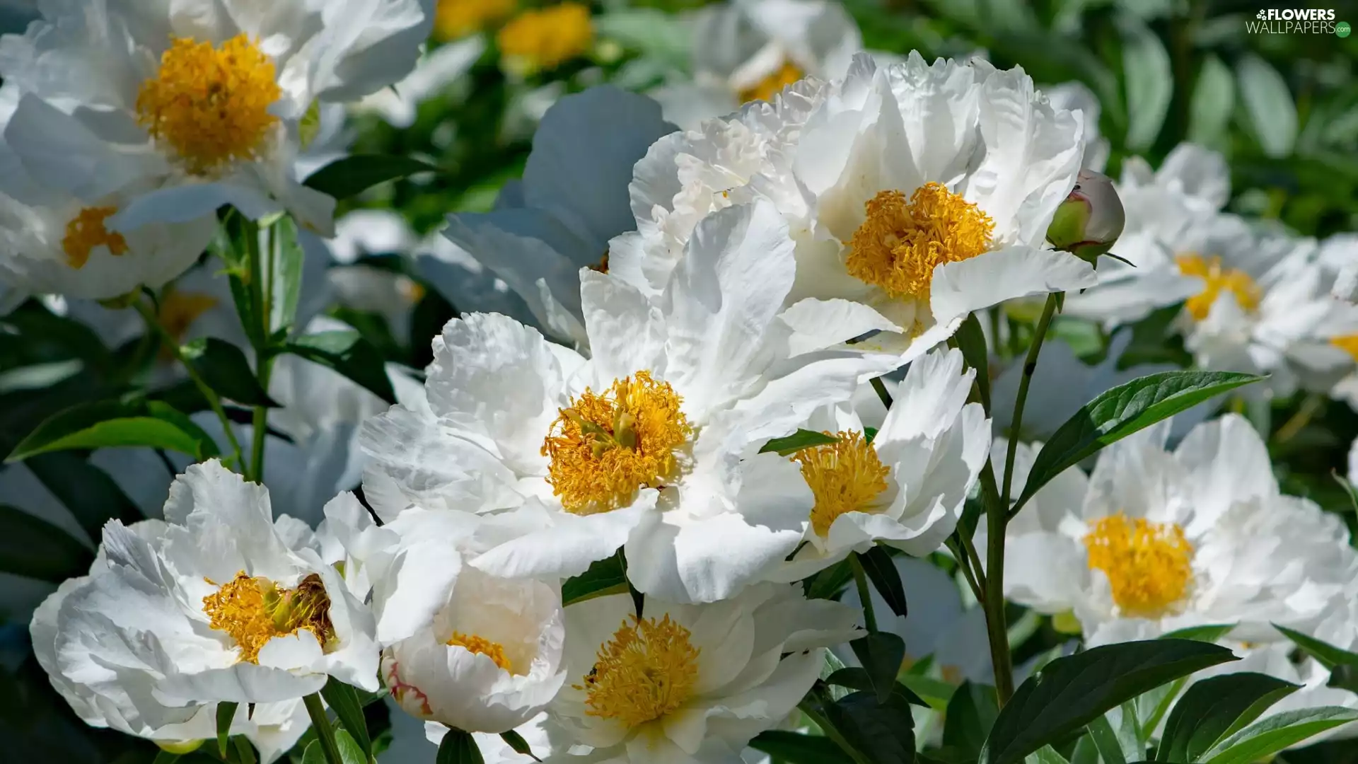White, Peony